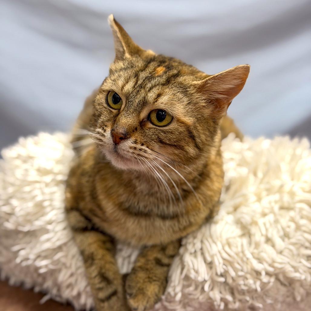 Enlarge Canoodle, a Adoptable Domestic Short Hair in Gainesville, GA image 6/6