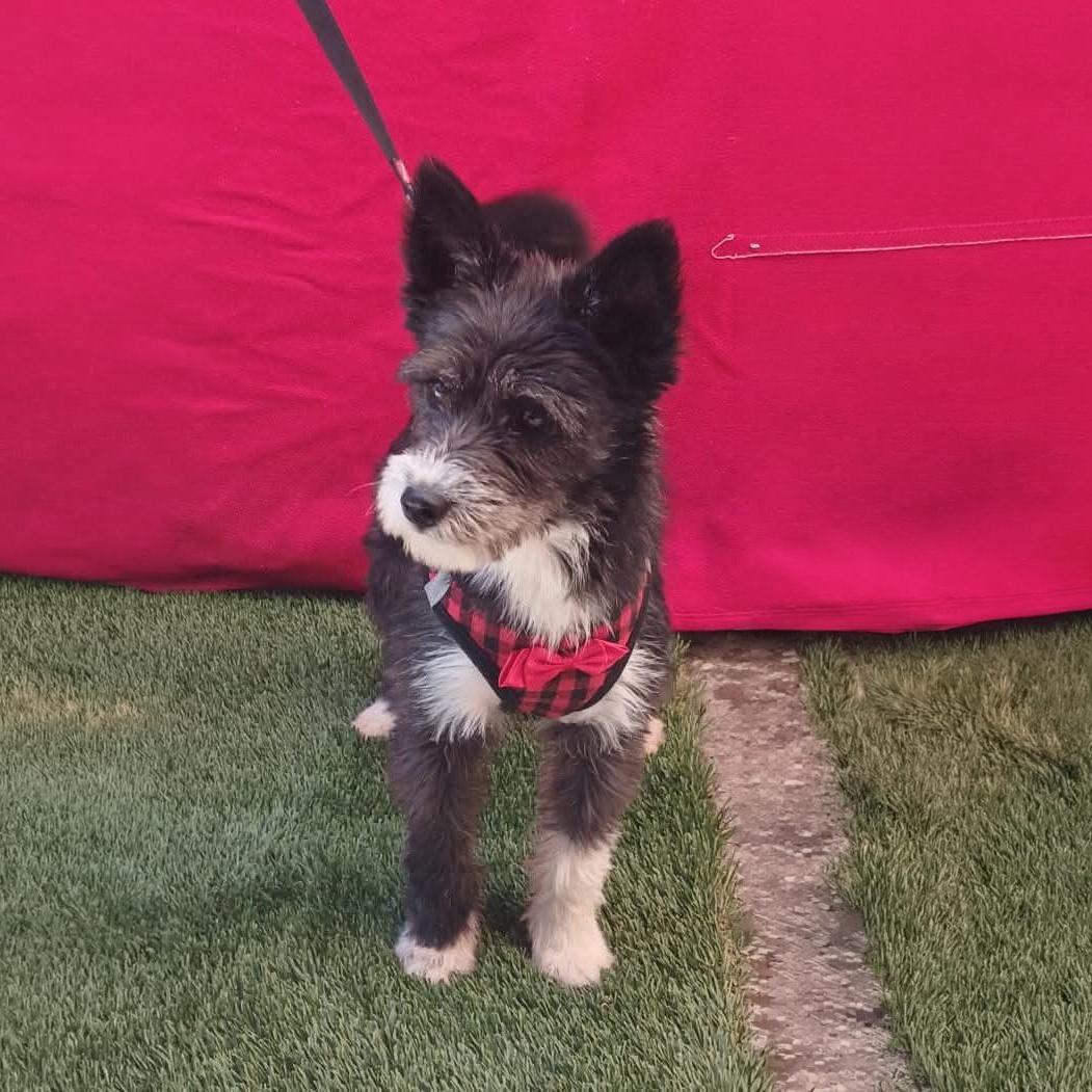 Kira, ADOPTABLE, Adult Female Terrier.