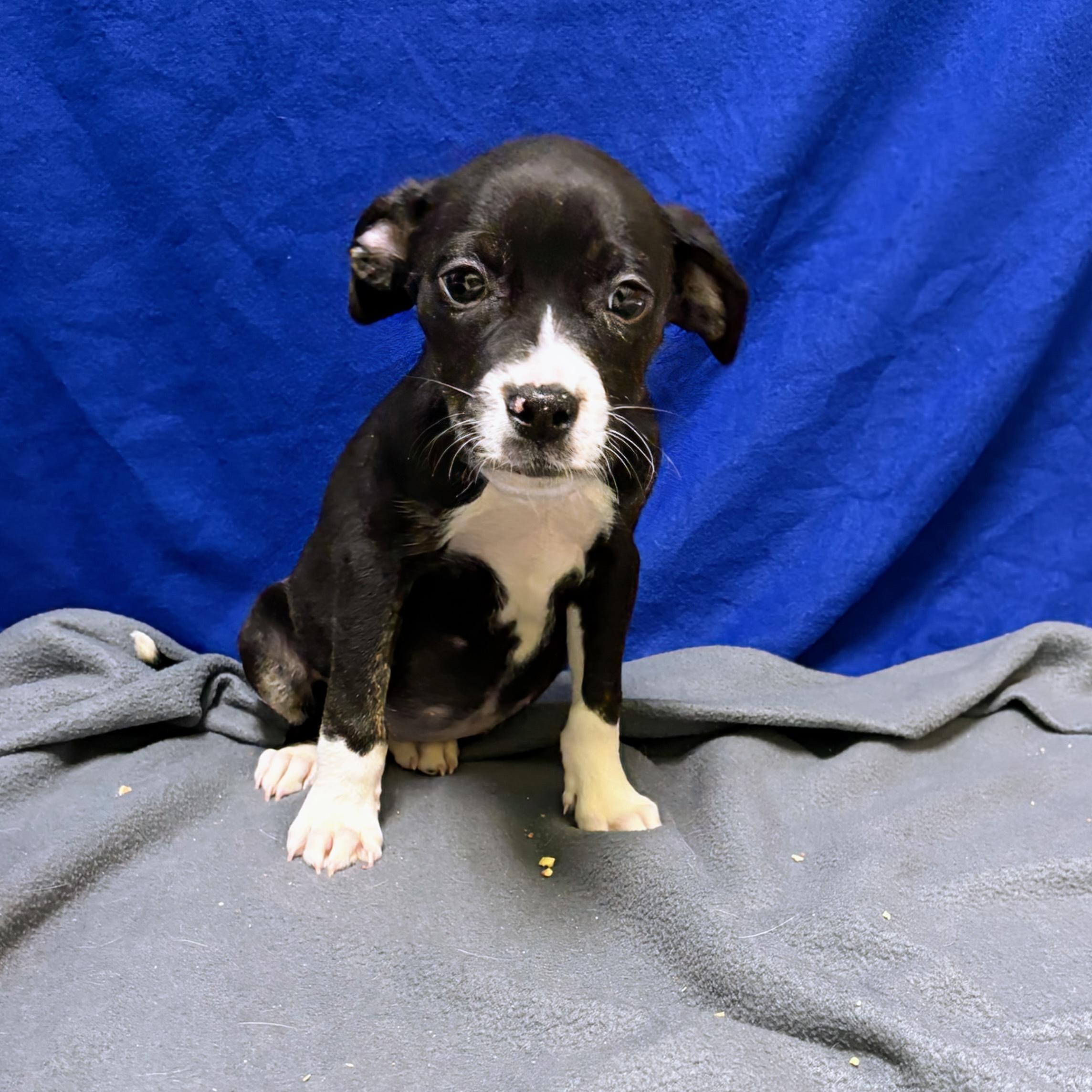 McChicken, ADOPTABLE, Puppy Female Labrador Retriever.