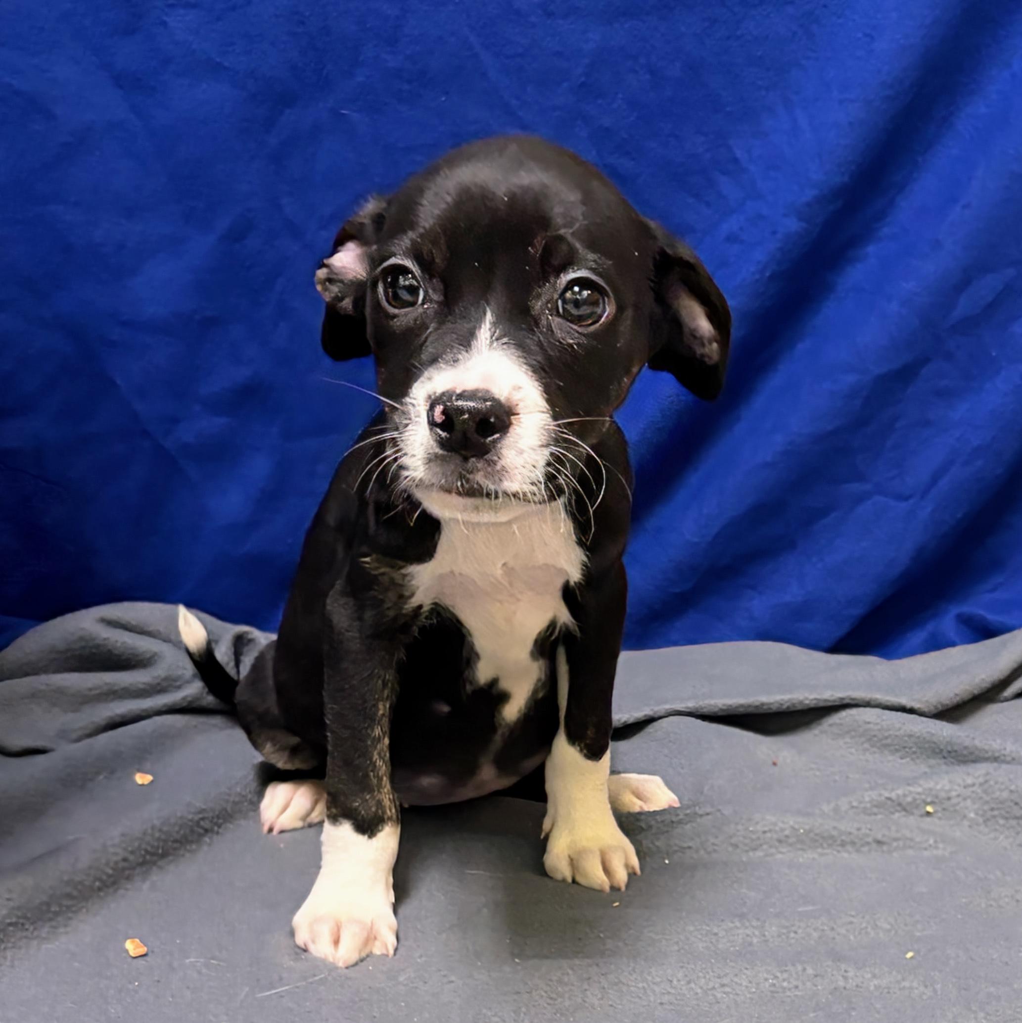 Enlarge McChicken, a ADOPTABLE mixed breed in Valdosta, GA image 2/2