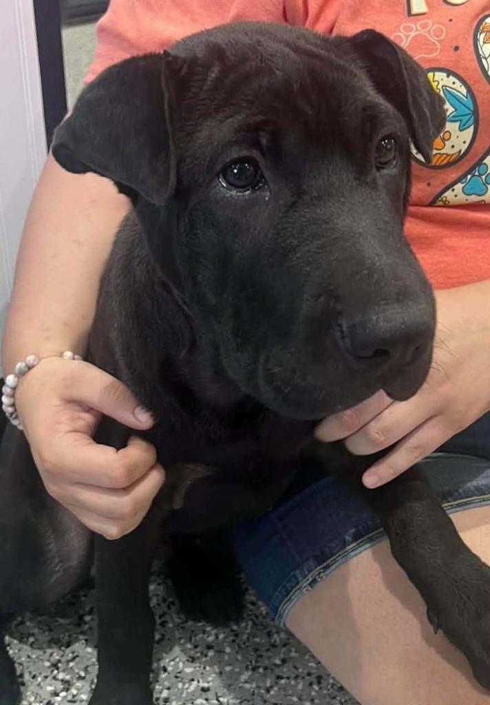 Bightburn, Adoptable, Puppy Male Shar-Pei & Mixed Breed.