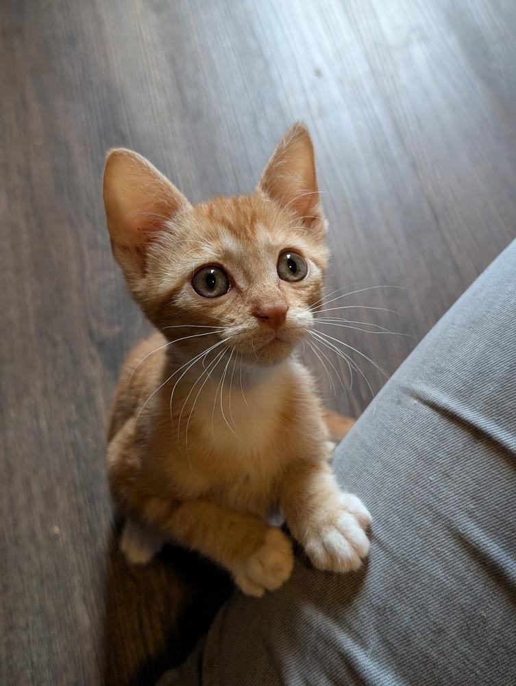 Enlarge Frenchie, a Adoptable Domestic Short Hair in Statesville, NC image 1/2