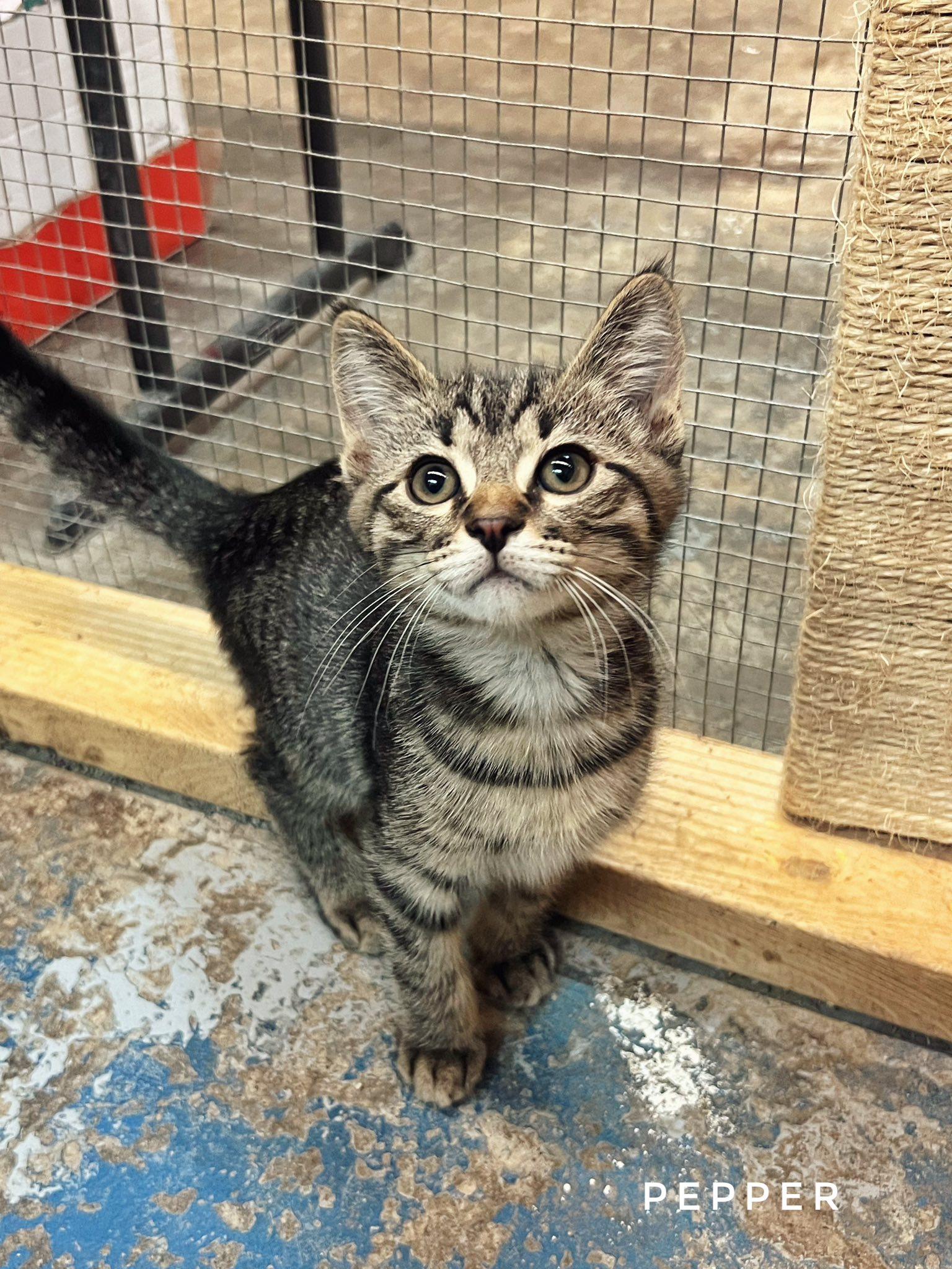 Enlarge Pepper, an adopted Domestic Short Hair in Peace River, AB image 1/1