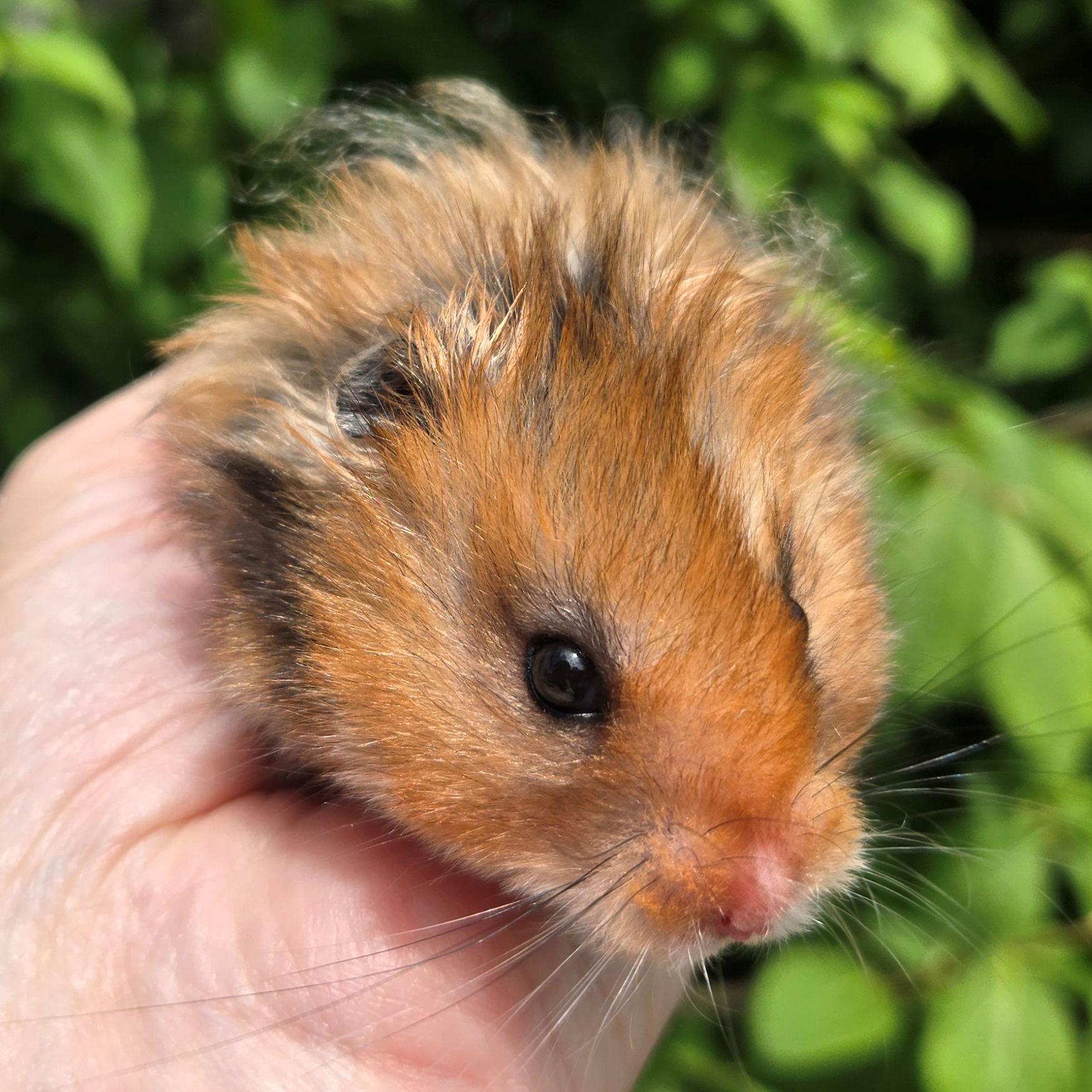 Enlarge Isaac, an adopted Hamster in Allentown, PA image 6/6