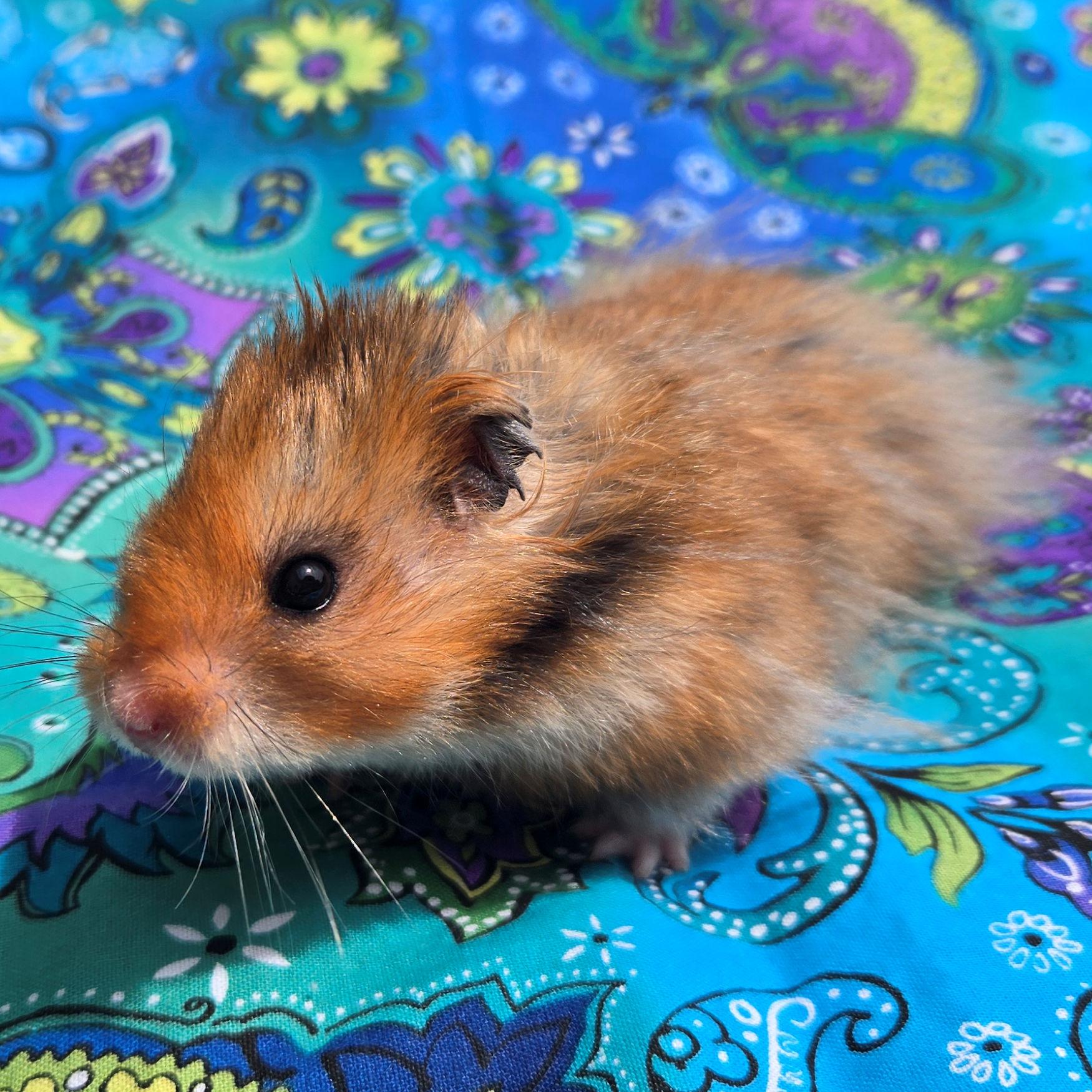 Enlarge Isaac, an adopted Hamster in Allentown, PA image 2/6