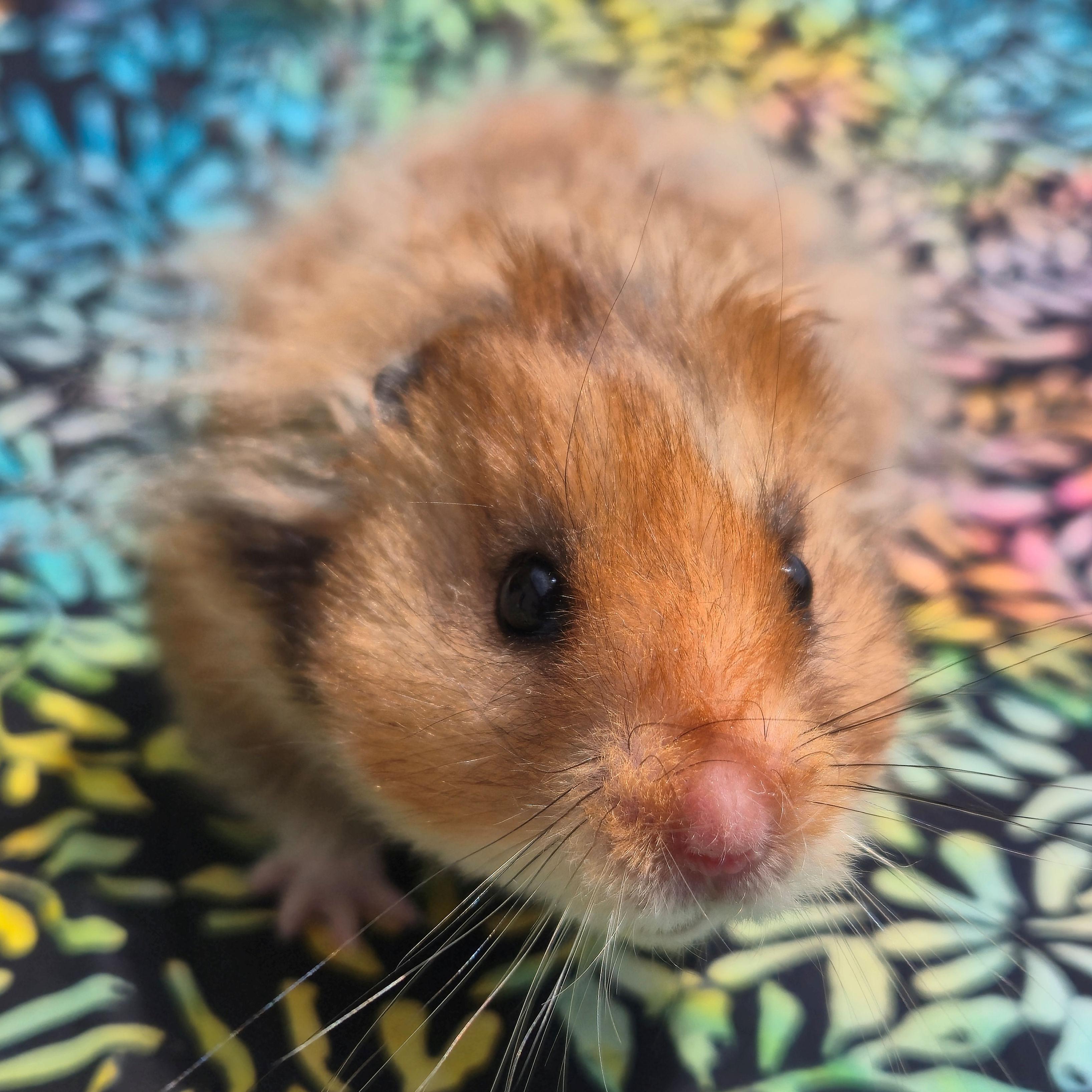 Enlarge Isaac, an adopted Hamster in Allentown, PA image 3/6