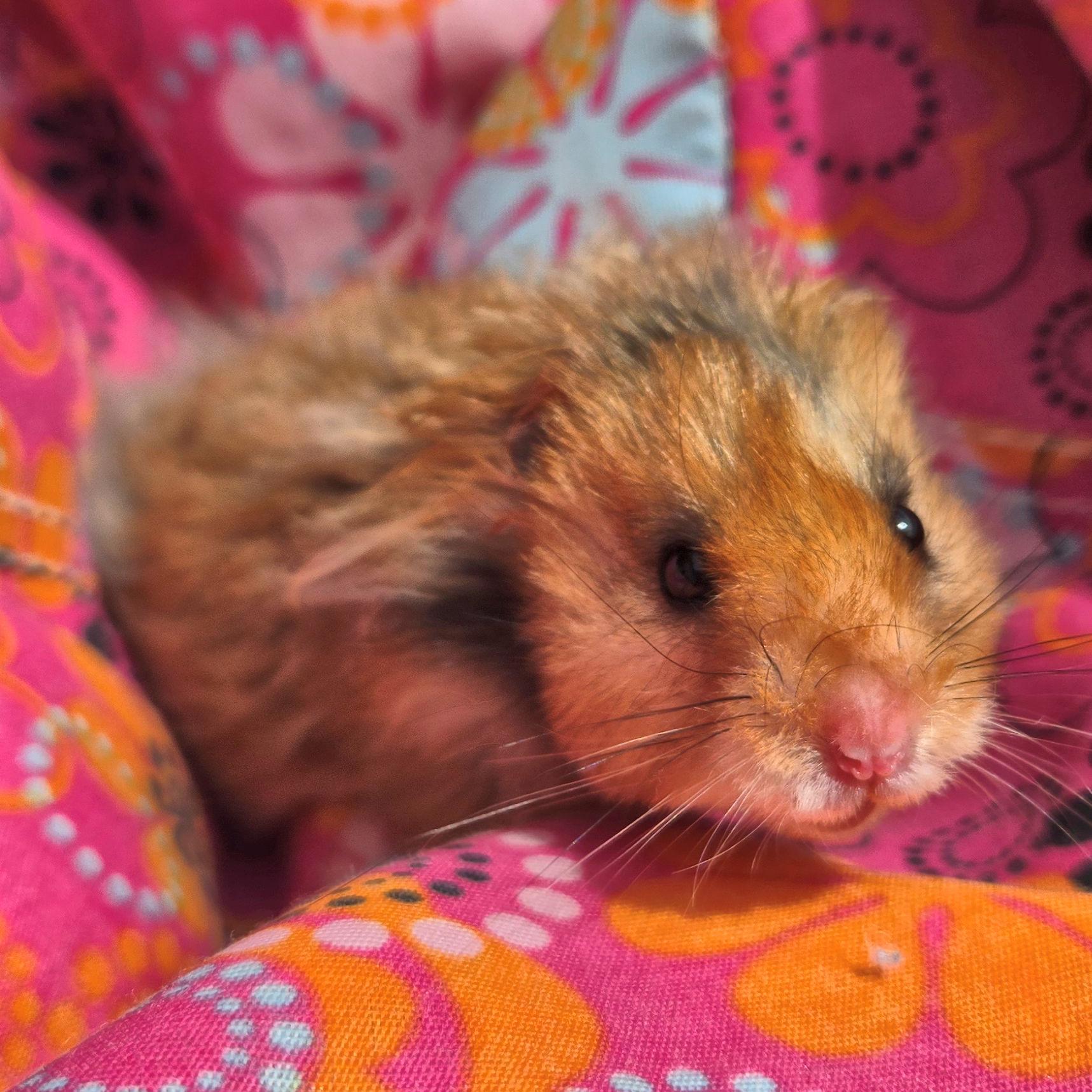 Enlarge Isaac, an adopted Hamster in Allentown, PA image 4/6