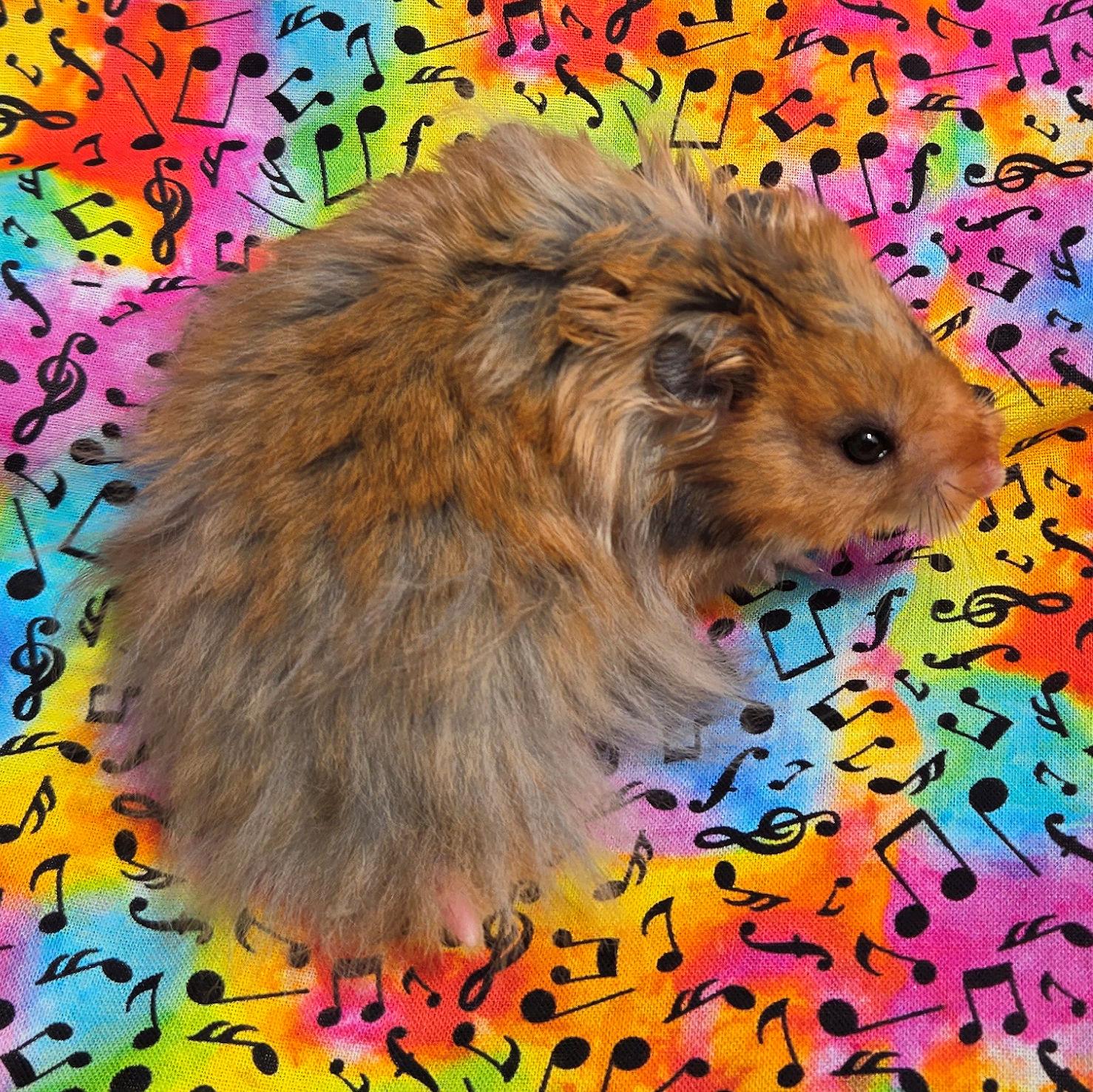 Enlarge Isaac, an adopted Hamster in Allentown, PA image 5/6