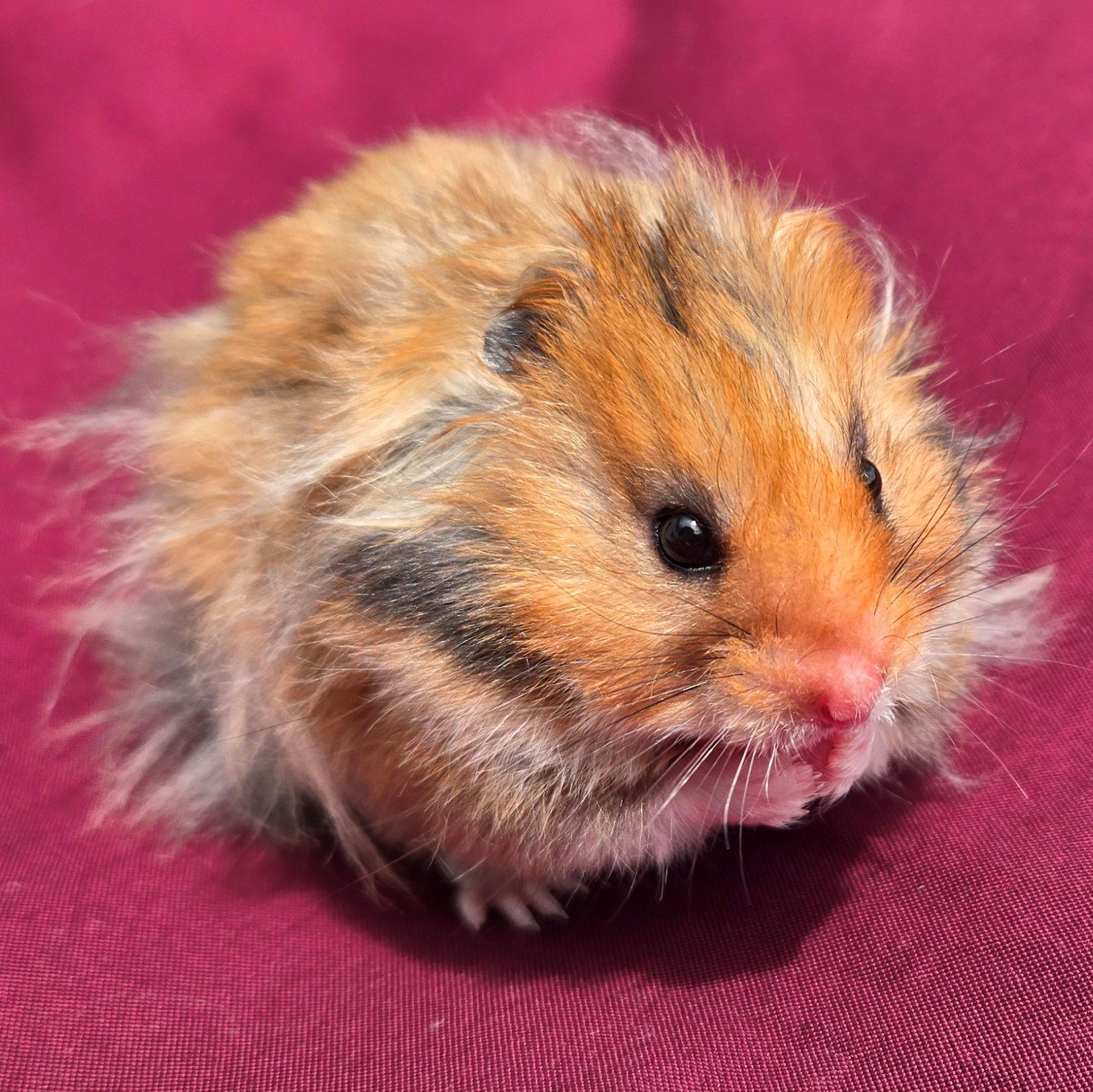Isaac, adopted, Adult Male Hamster.