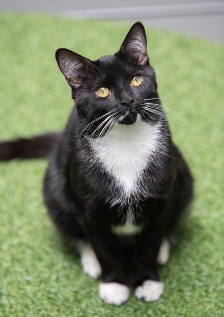 Orchid, Adoptable, Adult Female Domestic Short Hair.