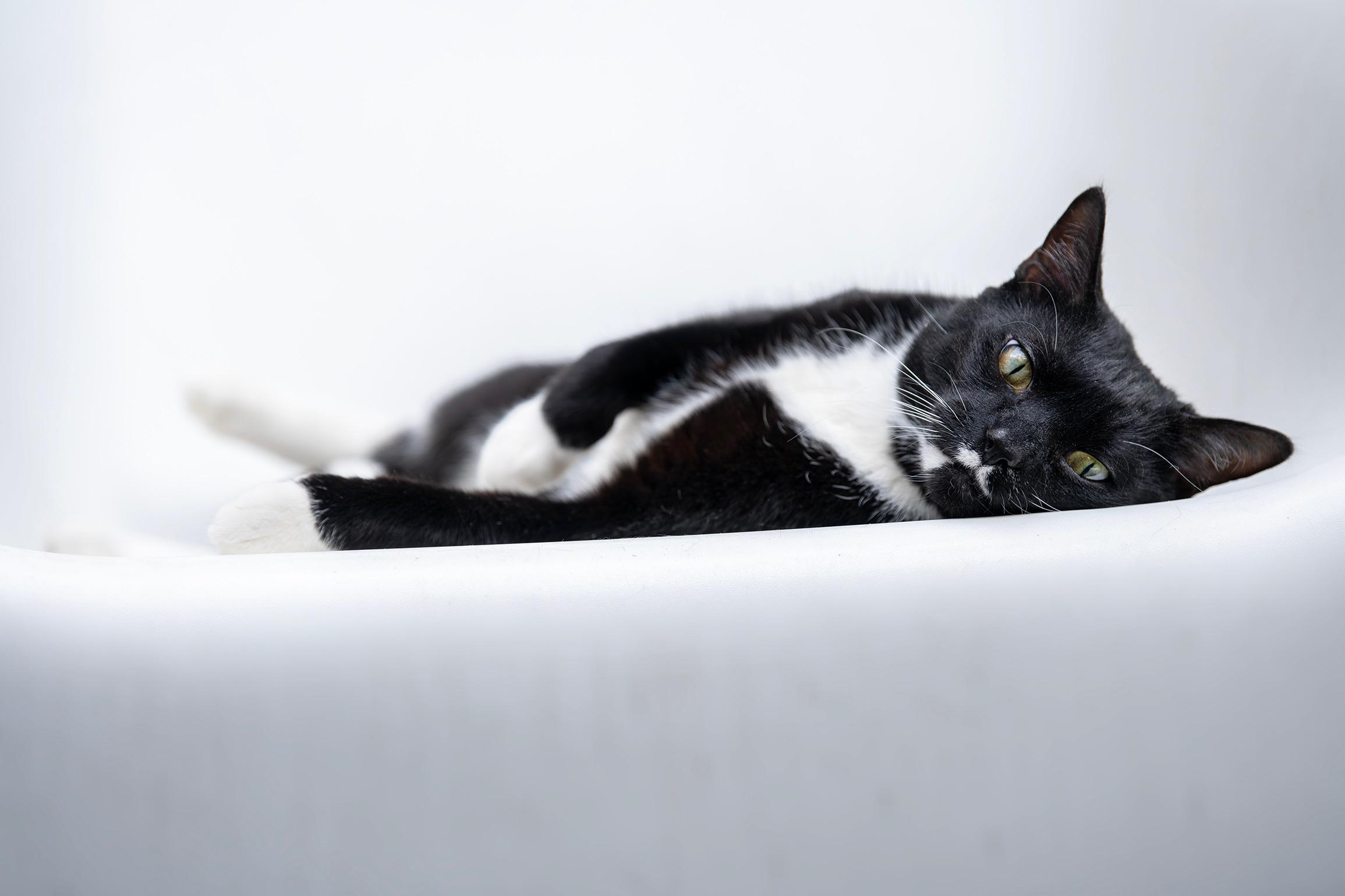 ORCHID , Adoptable, Adult Female Domestic Short Hair.
