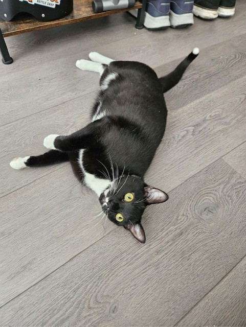 Orchid, Adoptable, Adult Female Domestic Short Hair.