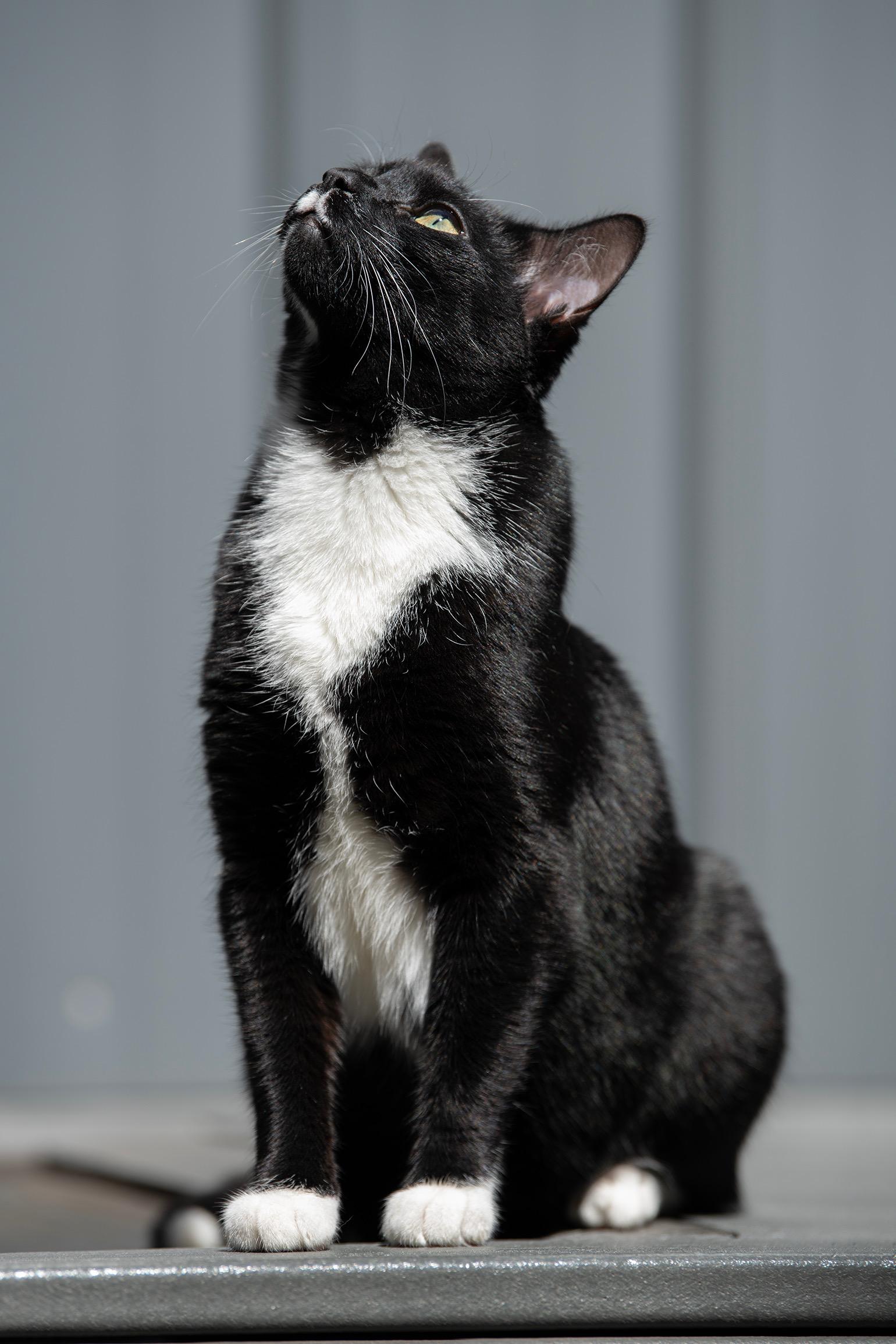 Enlarge ORCHID , a Adoptable Domestic Short Hair in New York, NY image 3/3