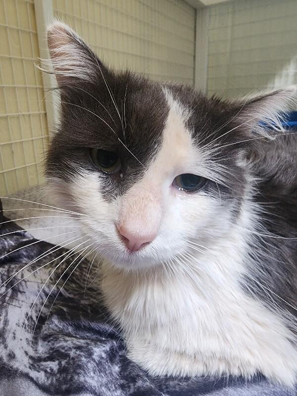 Dirty Murray, Adoptable, Adult Male Domestic Long Hair.