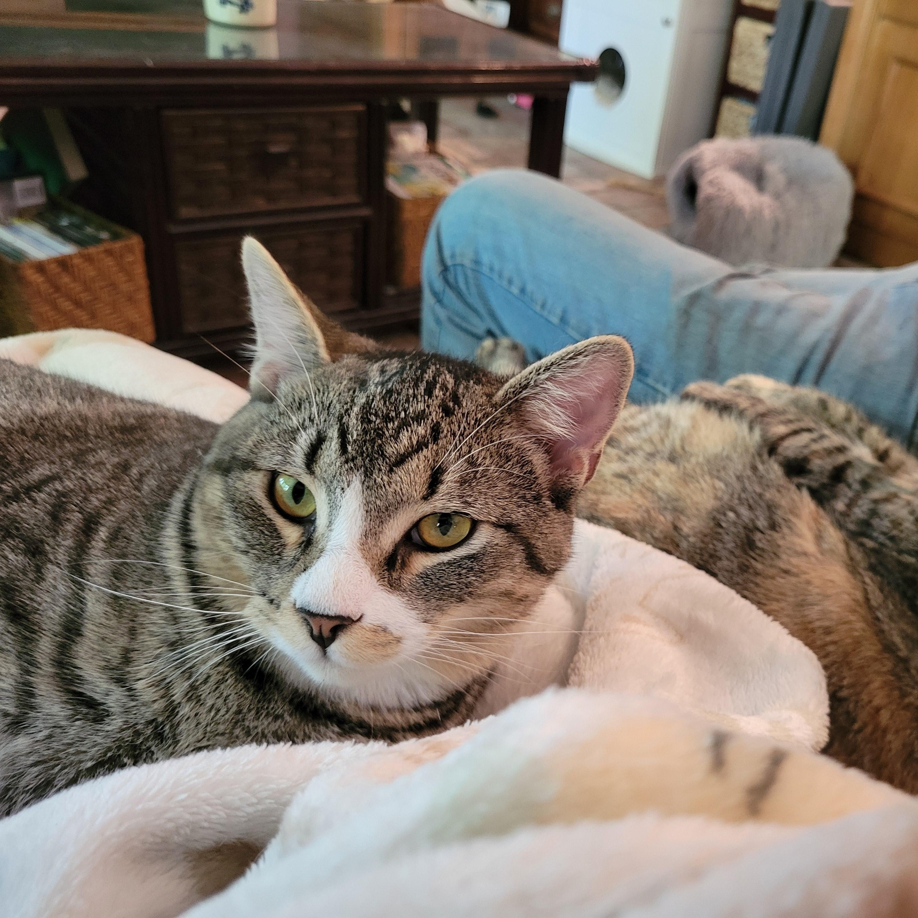 Jay, ADOPTABLE, Young Male Domestic Short Hair & Tabby.