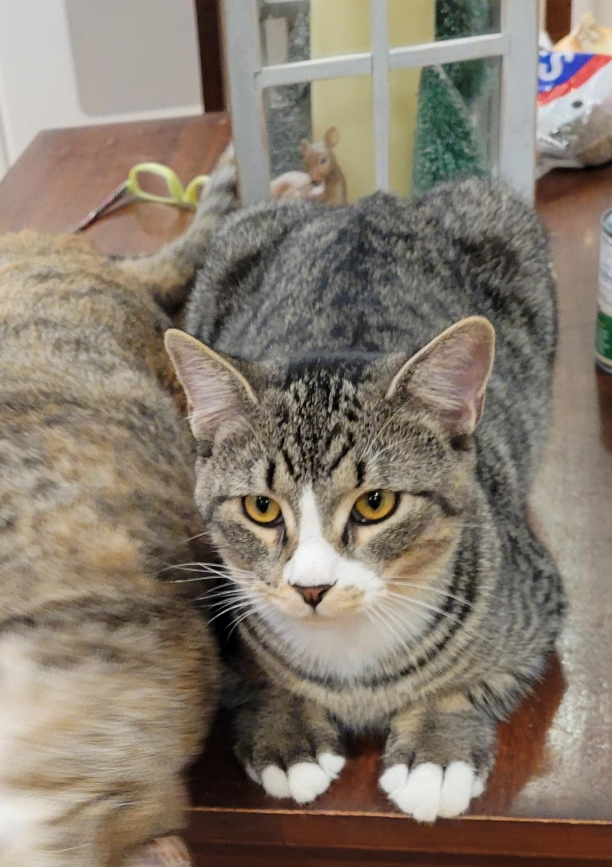 Enlarge Jay, a ADOPTABLE mixed breed in Smithfield, VA image 3/4
