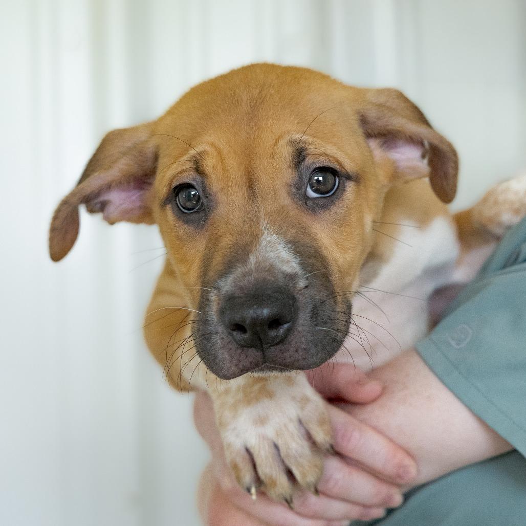 Louis, Adoptable, Puppy Male Terrier & Mixed Breed.
