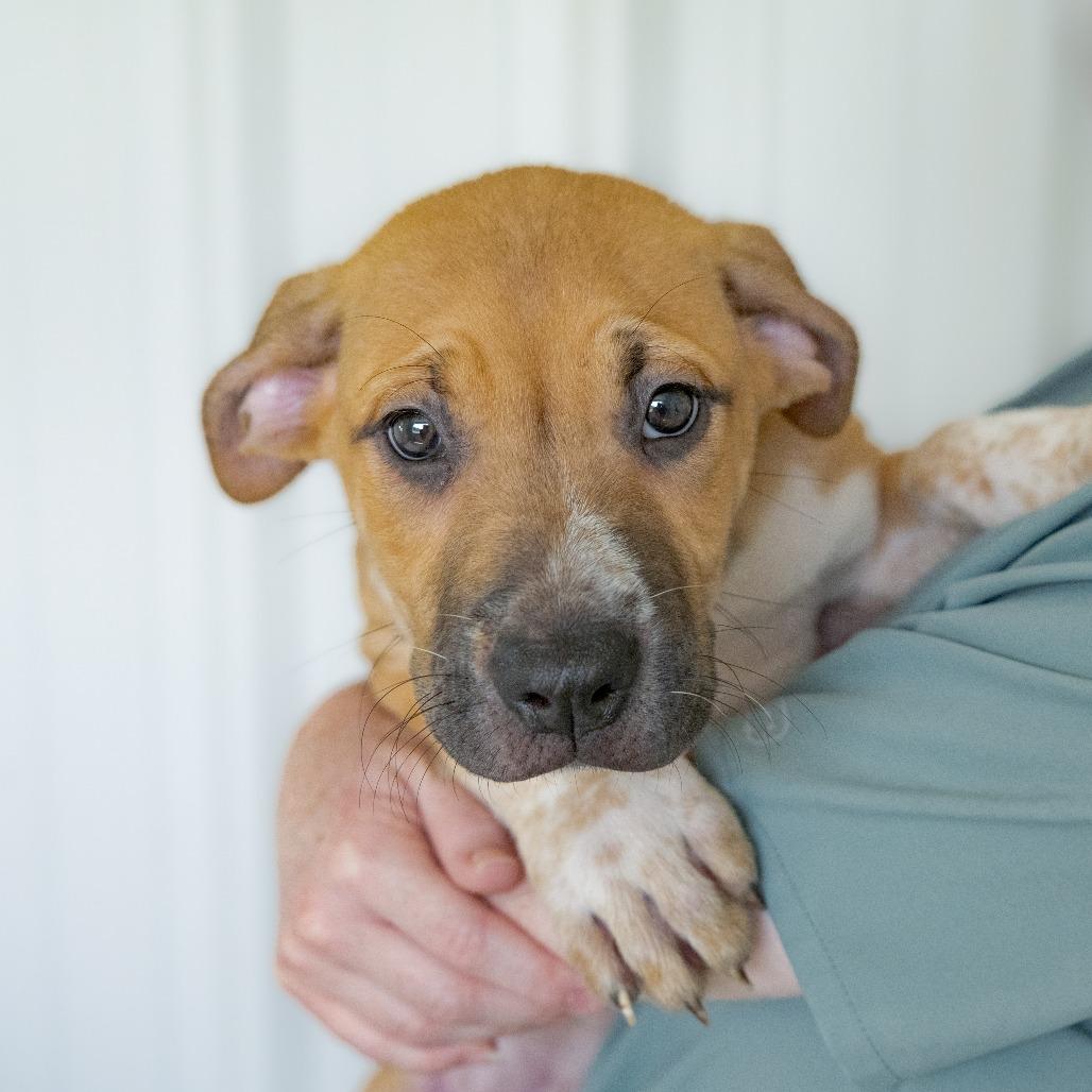 Enlarge Louis, a Adoptable mixed breed in Chapel Hill, NC image 2/4