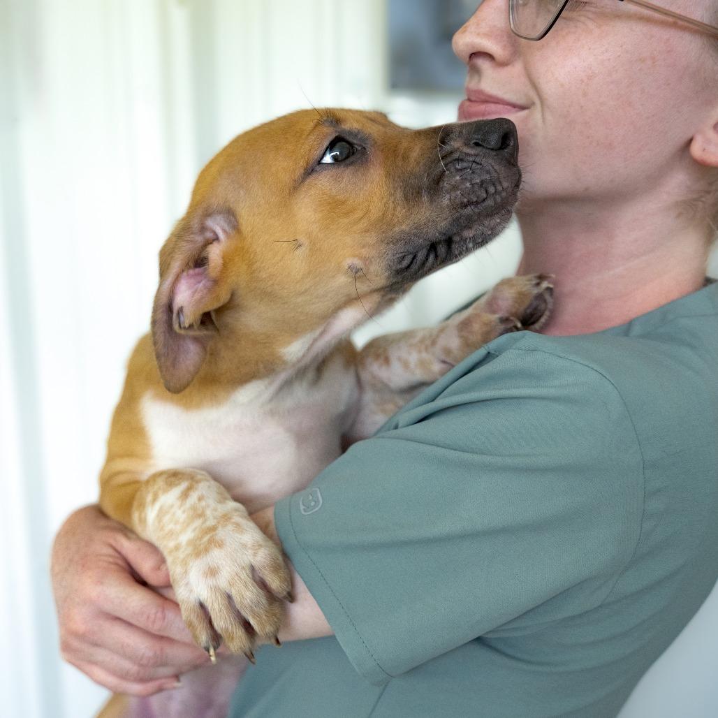 Enlarge Louis, a Adoptable mixed breed in Chapel Hill, NC image 3/4