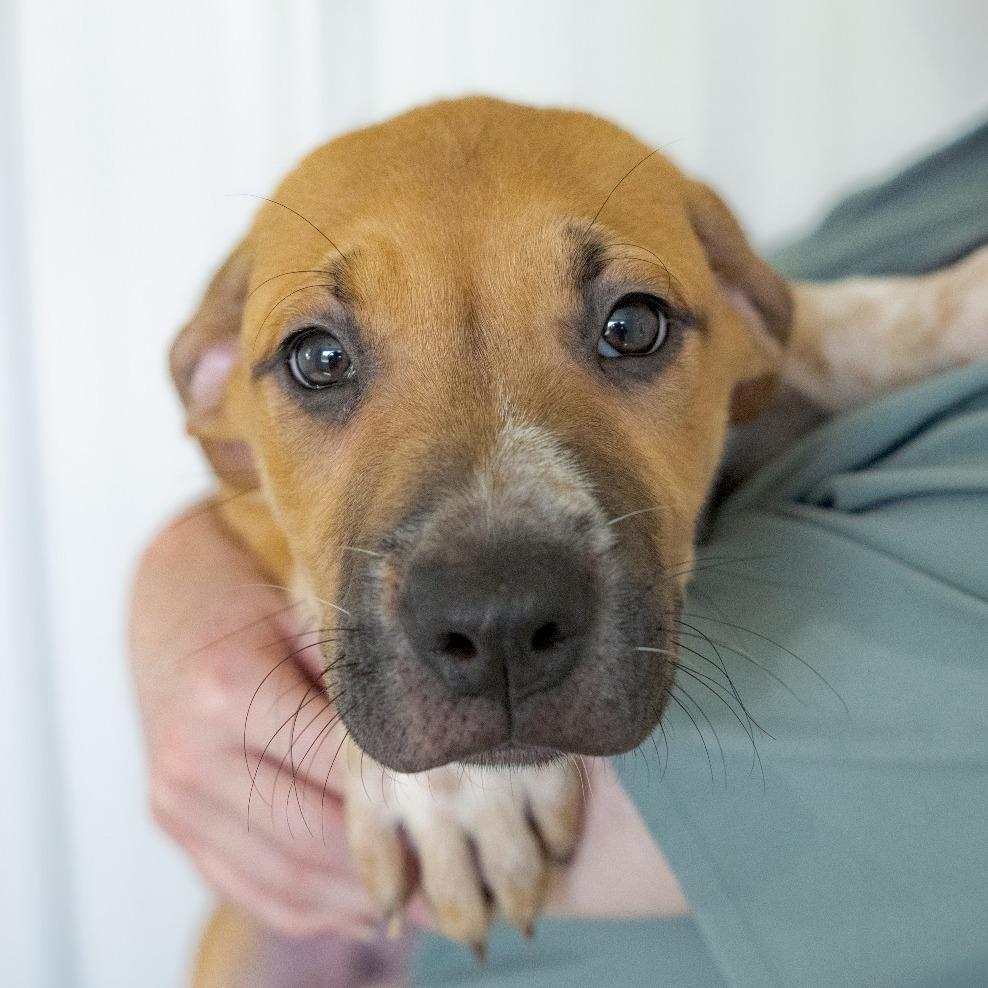 Enlarge Louis, a Adoptable mixed breed in Chapel Hill, NC image 4/4