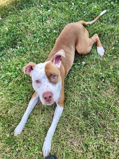 Enlarge DANNY BOY, a Adoptable mixed breed in Kalamazoo, MI image 1/1
