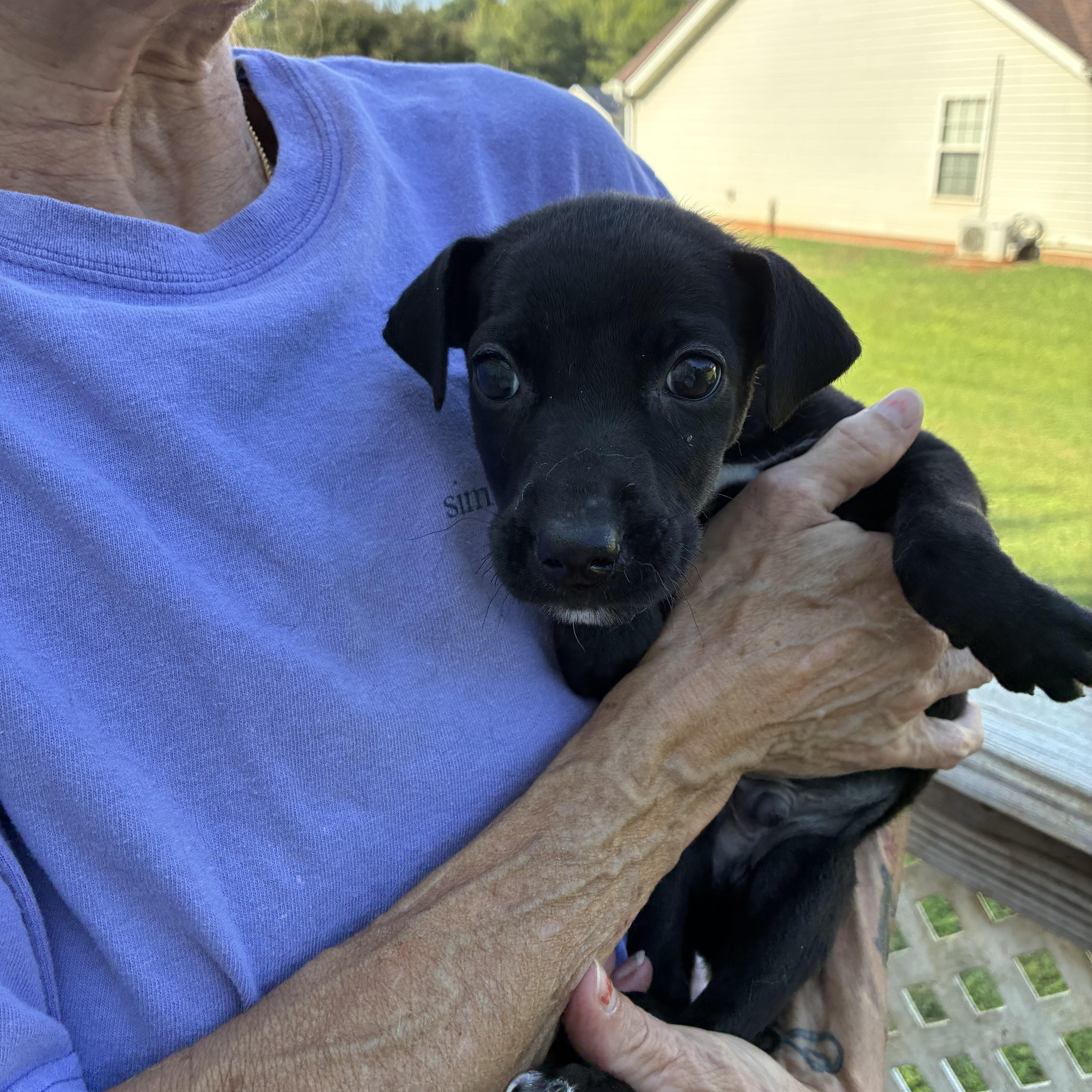 Enlarge Alfalfa, a Adoptable mixed breed in Woodruff, SC image 4/5