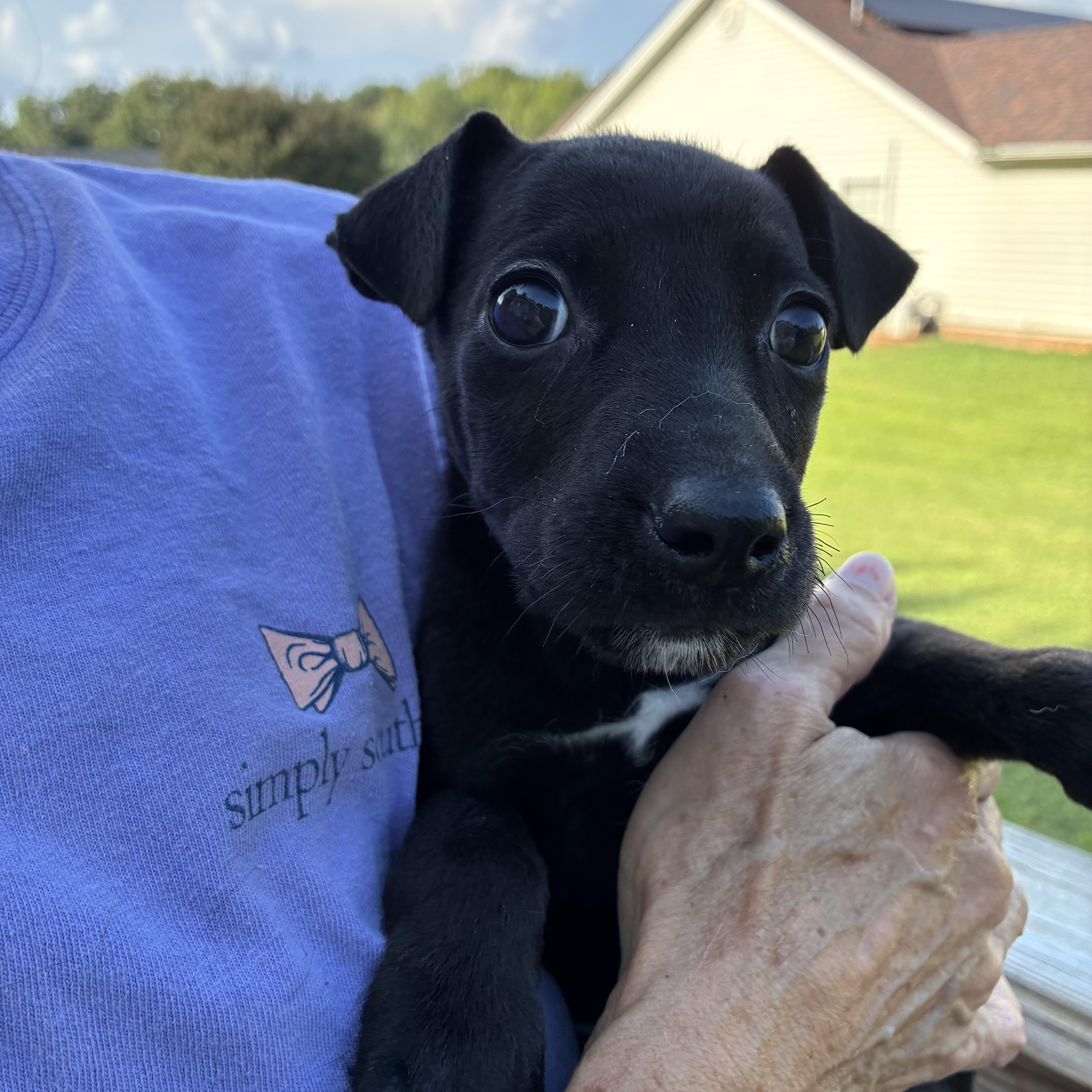 Alfalfa, Adoptable, Puppy Male Terrier.