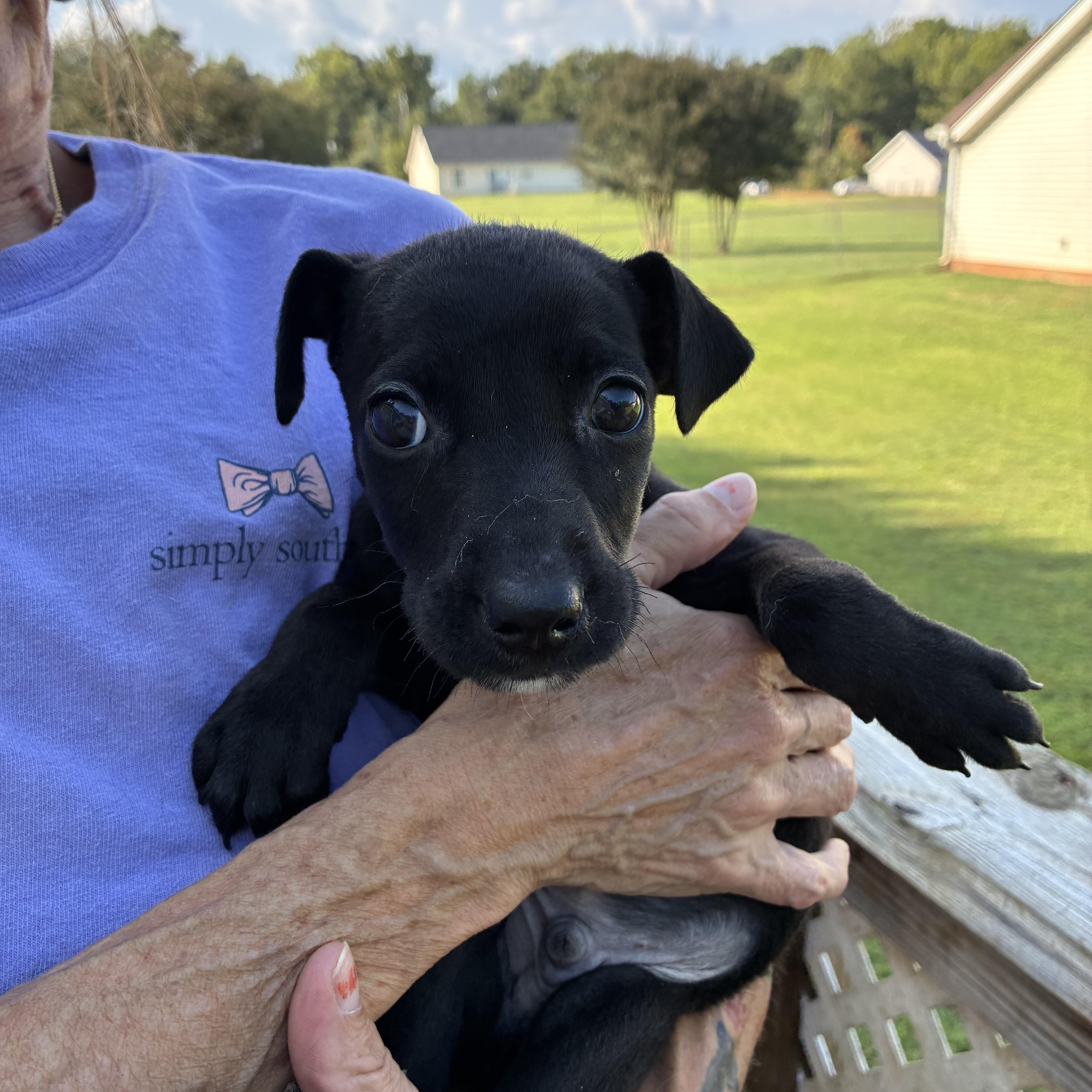 Enlarge Alfalfa, a Adoptable mixed breed in Woodruff, SC image 5/5