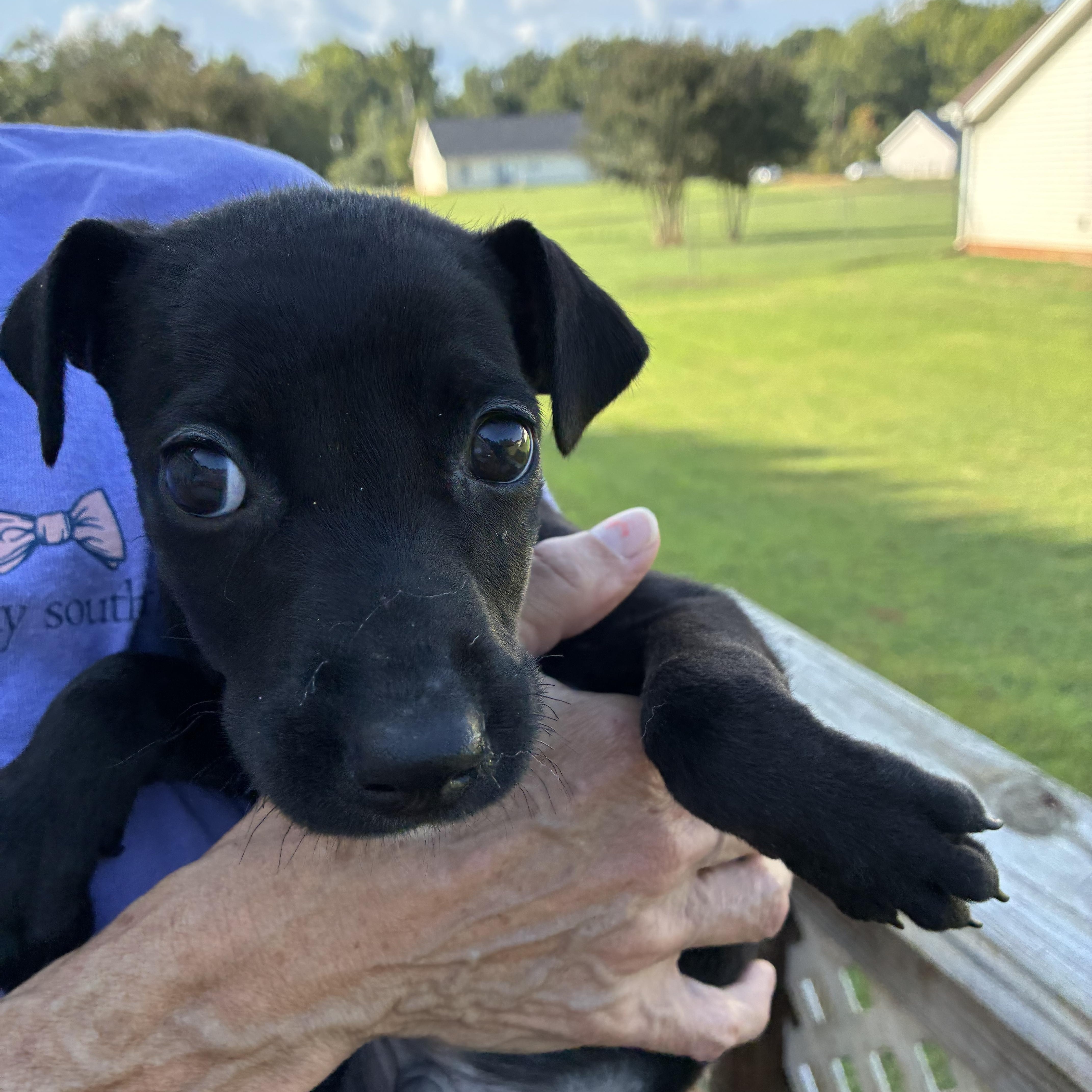 Enlarge Alfalfa, a Adoptable mixed breed in Woodruff, SC image 2/5