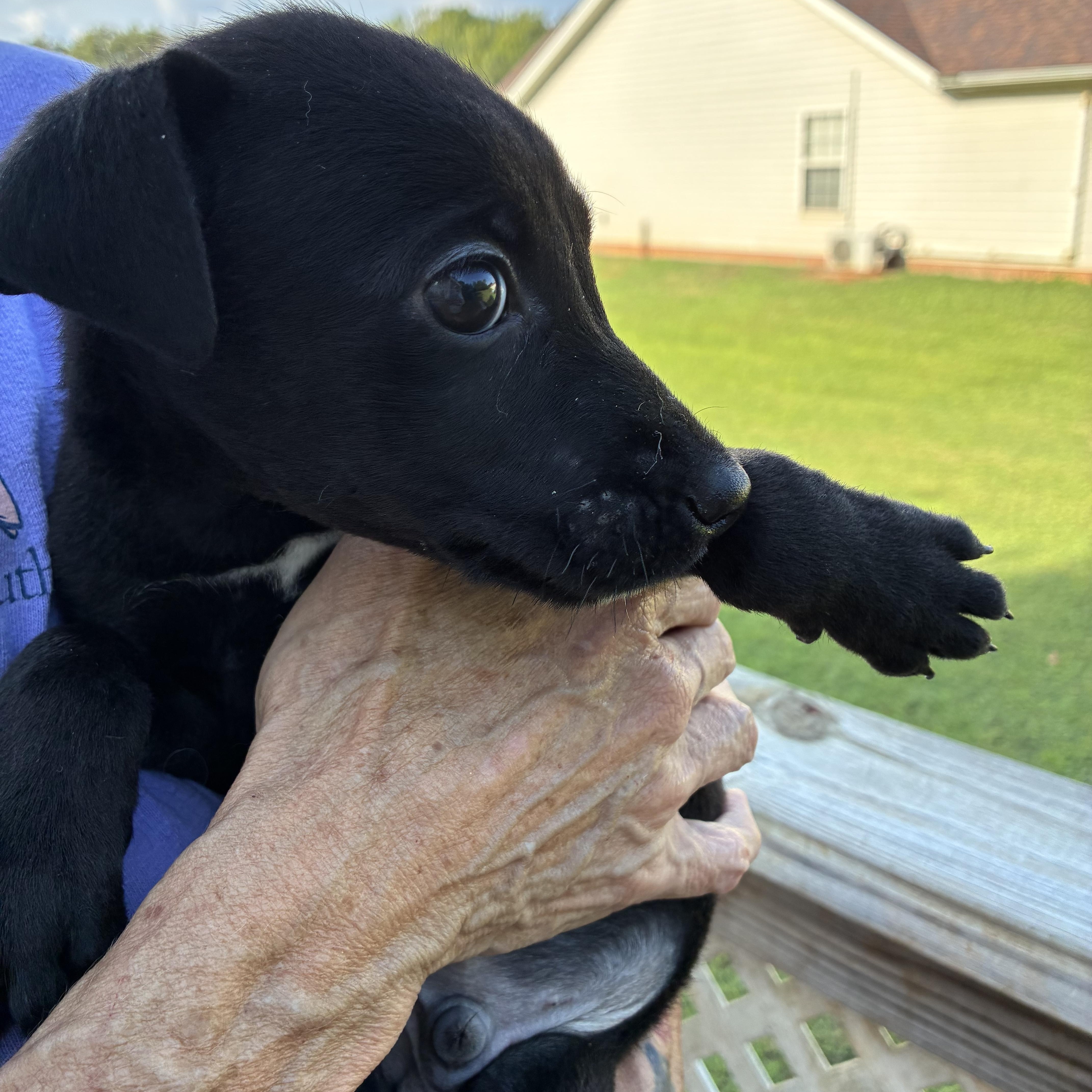 Enlarge Alfalfa, a Adoptable mixed breed in Woodruff, SC image 3/5