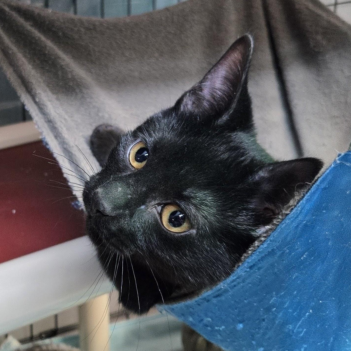 Draco, an adopted Domestic Short Hair in East Amherst, NY image 6/6