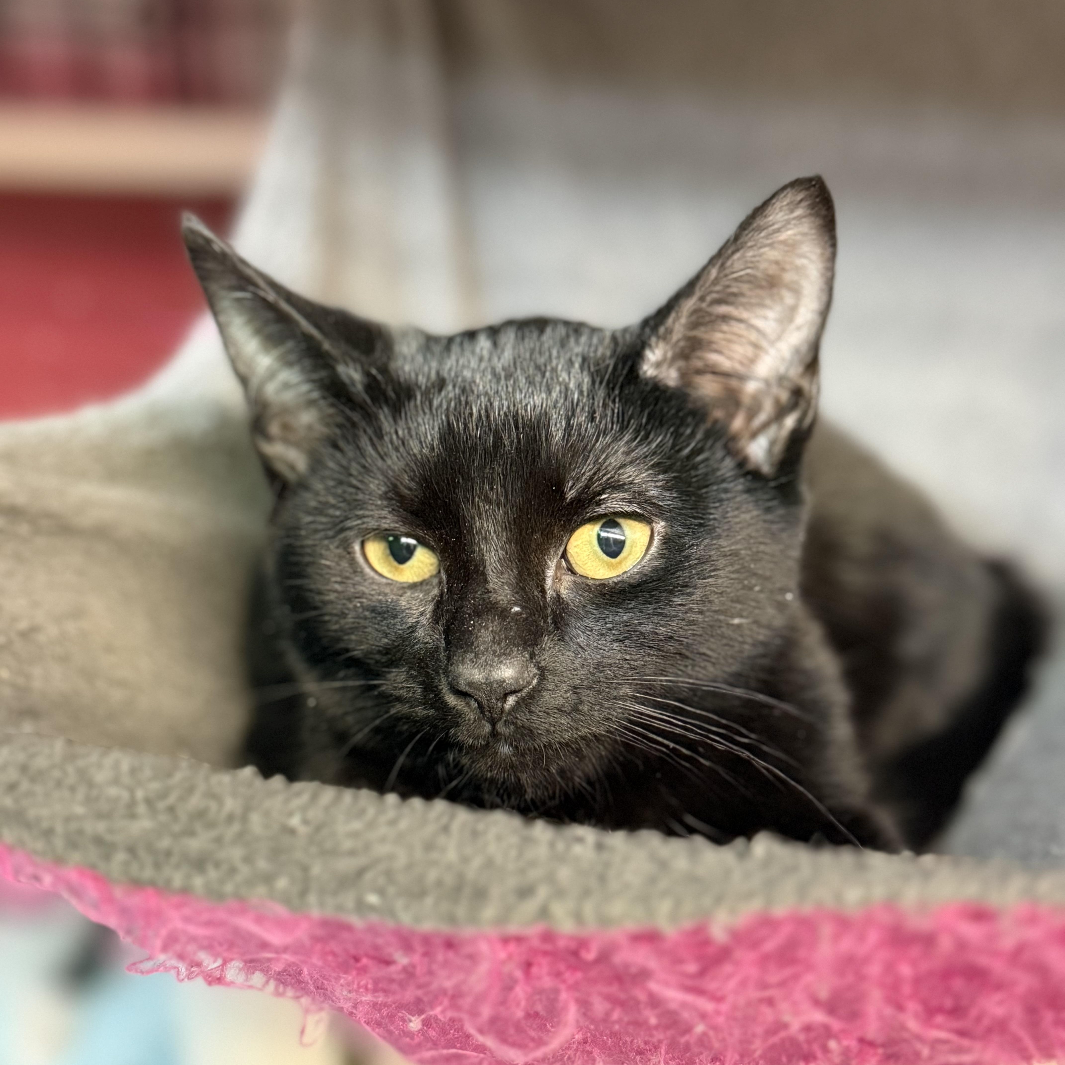 Draco, Adoptable, Kitten Male Domestic Short Hair.