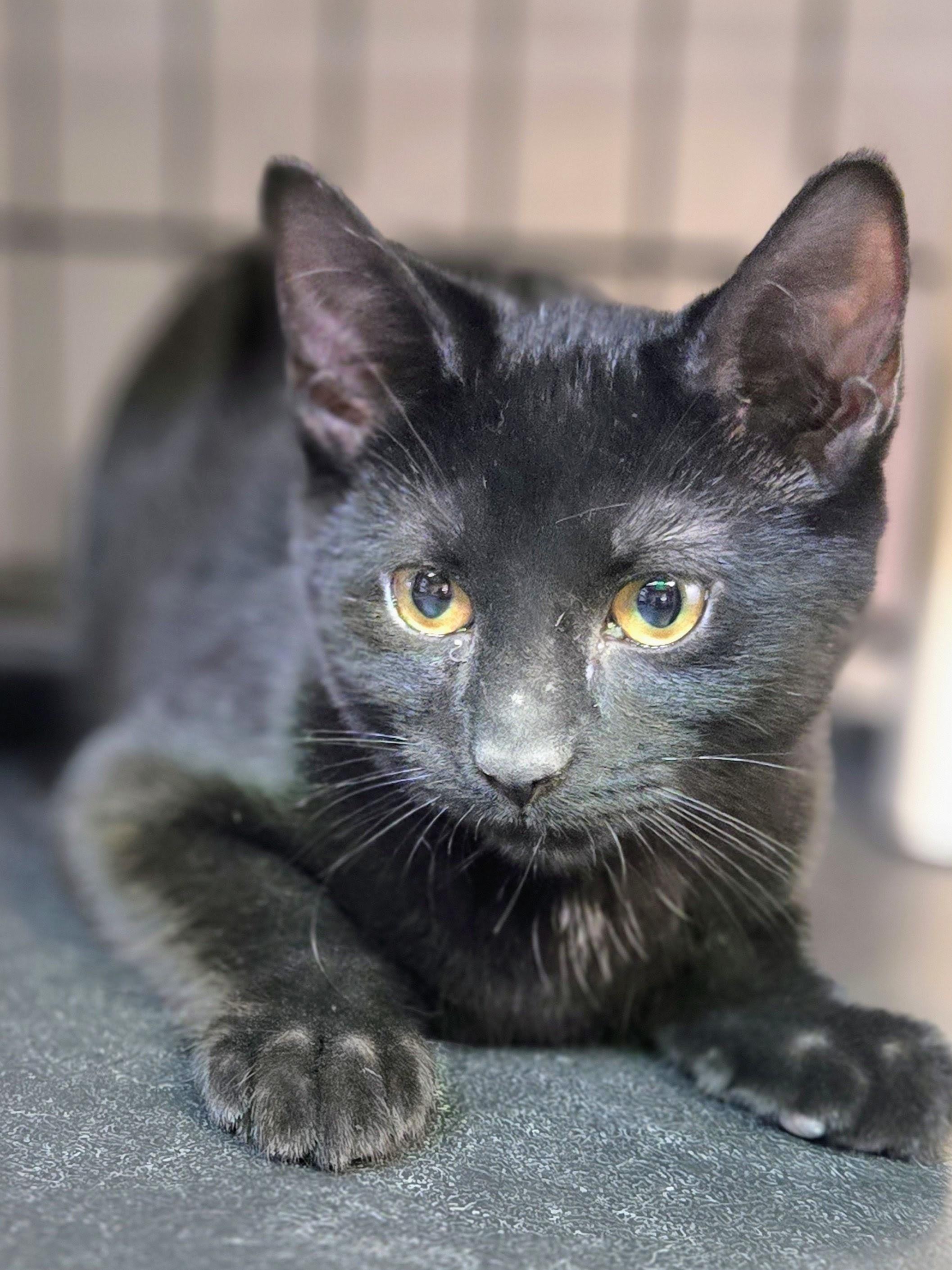 Draco, an adopted Domestic Short Hair in East Amherst, NY image 5/6