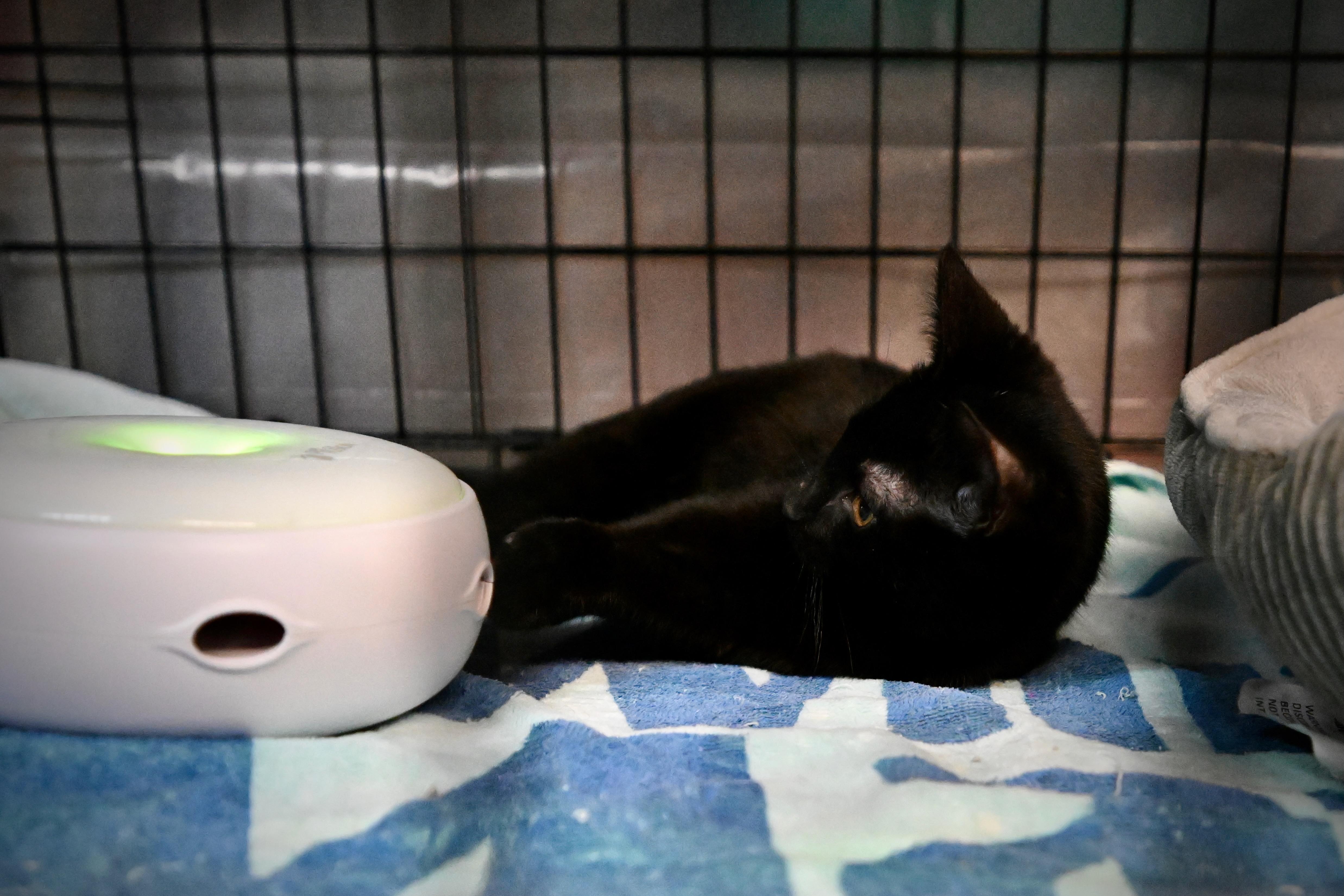 Draco, an adopted Domestic Short Hair in East Amherst, NY image 4/6