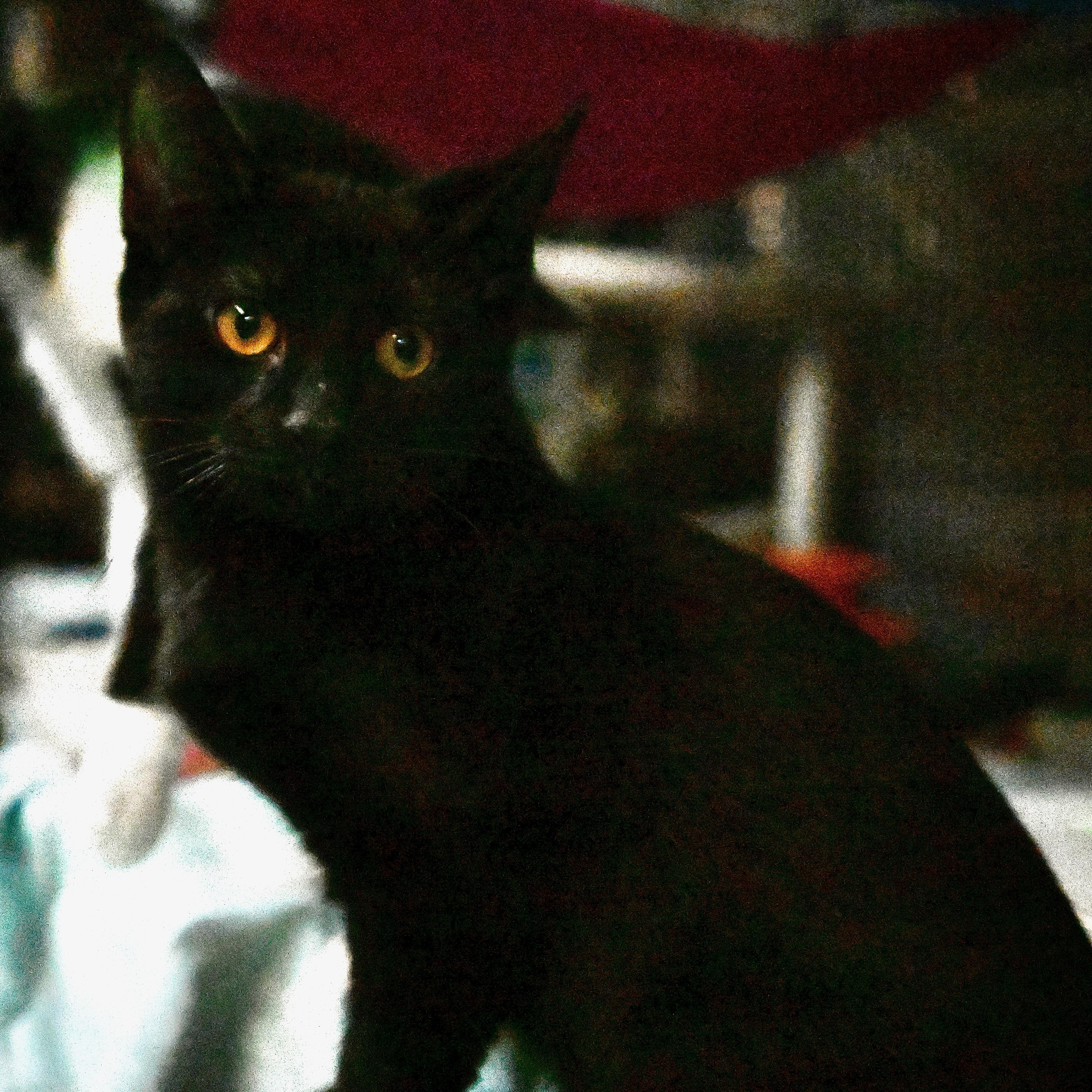 Draco, an adopted Domestic Short Hair in East Amherst, NY image 2/6