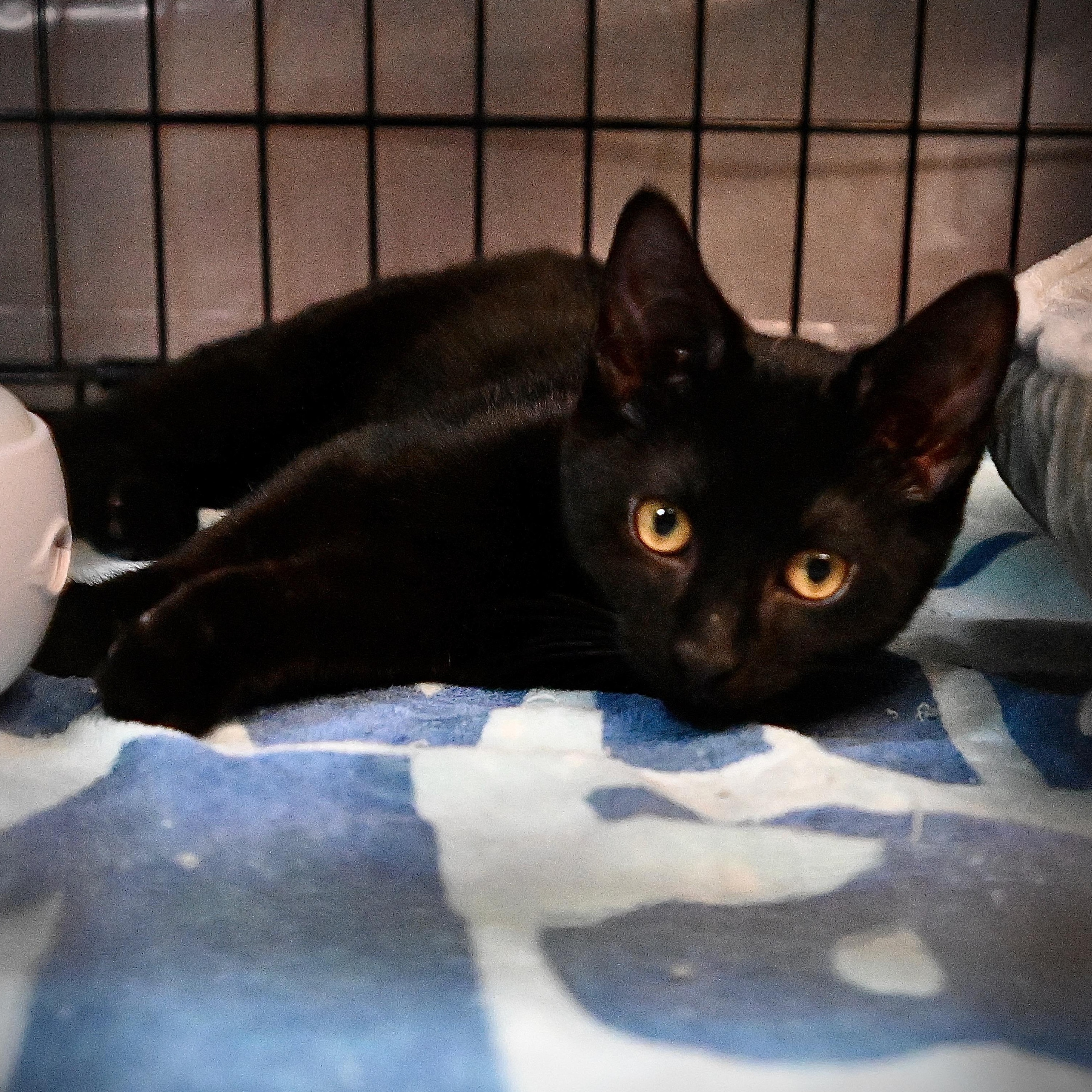 Draco, an adopted Domestic Short Hair in East Amherst, NY image 1/6