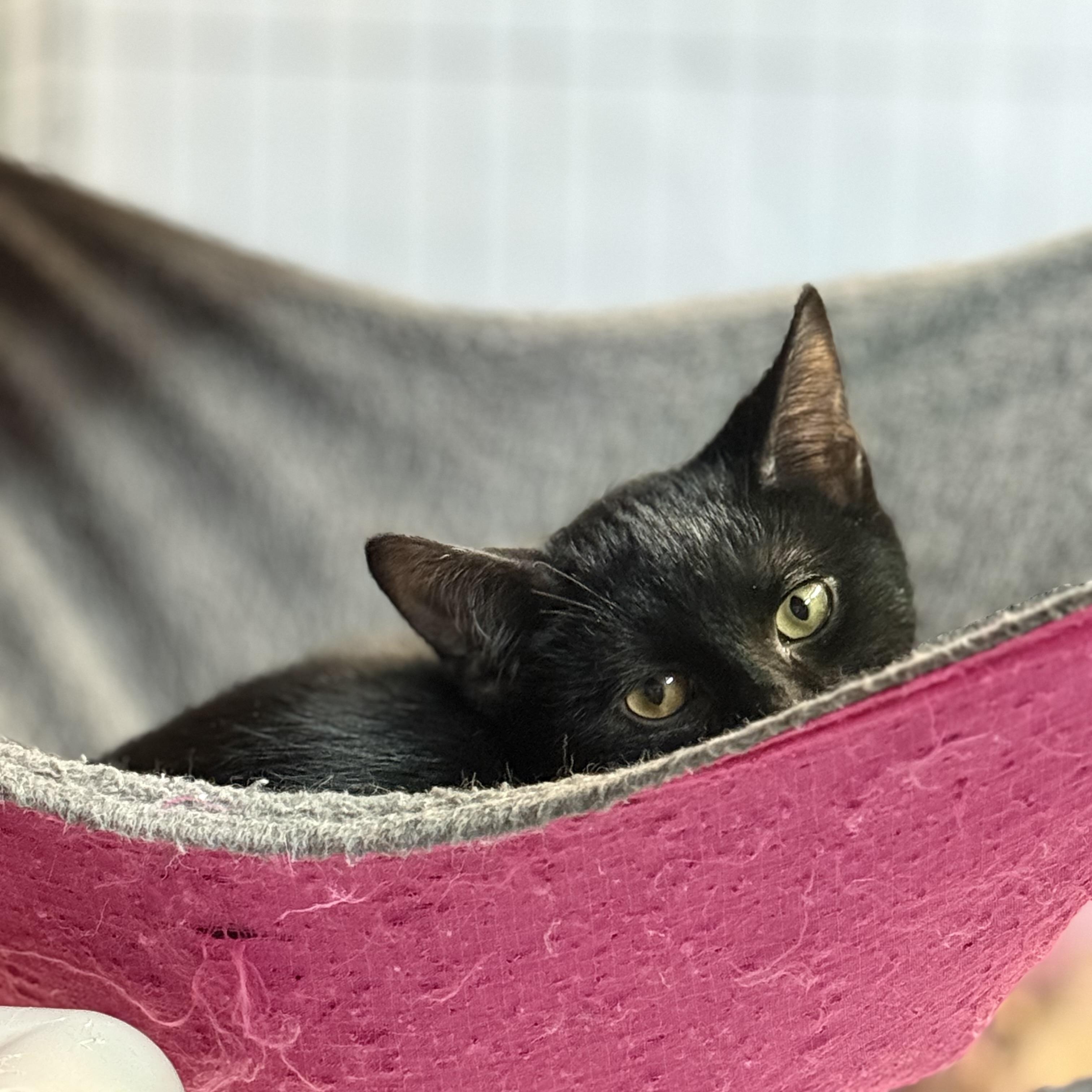 Enlarge Draco, a Adoptable Domestic Short Hair in East Amherst, NY image 2/2