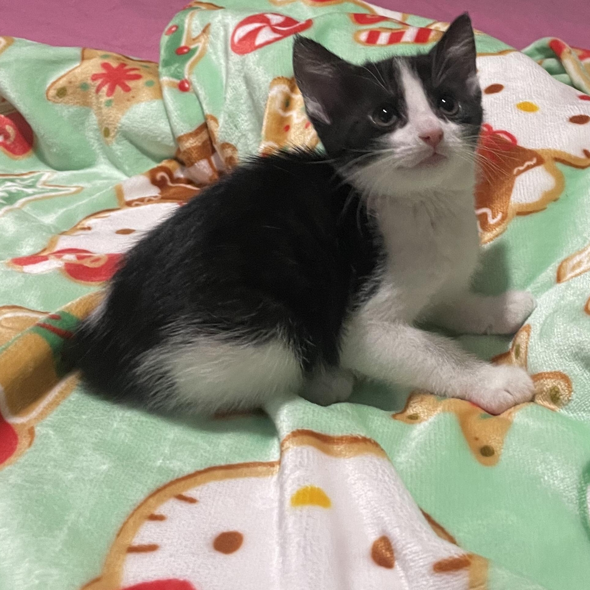 Enlarge Trixie, a ADOPTABLE Tuxedo in Boston, MA image 3/6