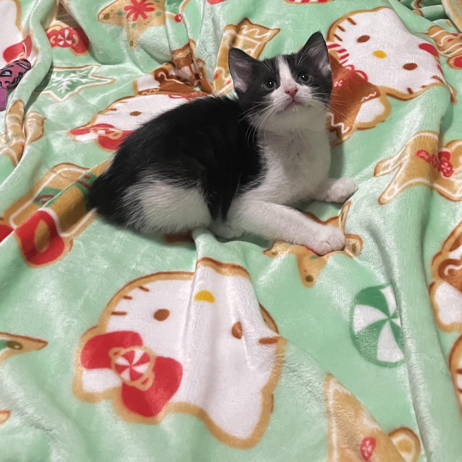 Enlarge Trixie, a ADOPTABLE Tuxedo in Boston, MA image 5/6