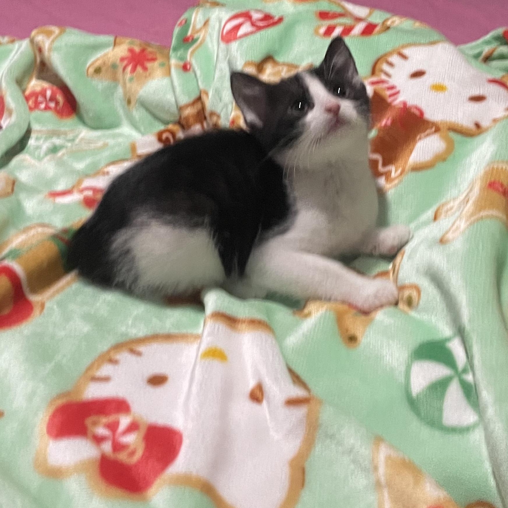 Enlarge Trixie, a ADOPTABLE Tuxedo in Boston, MA image 4/6