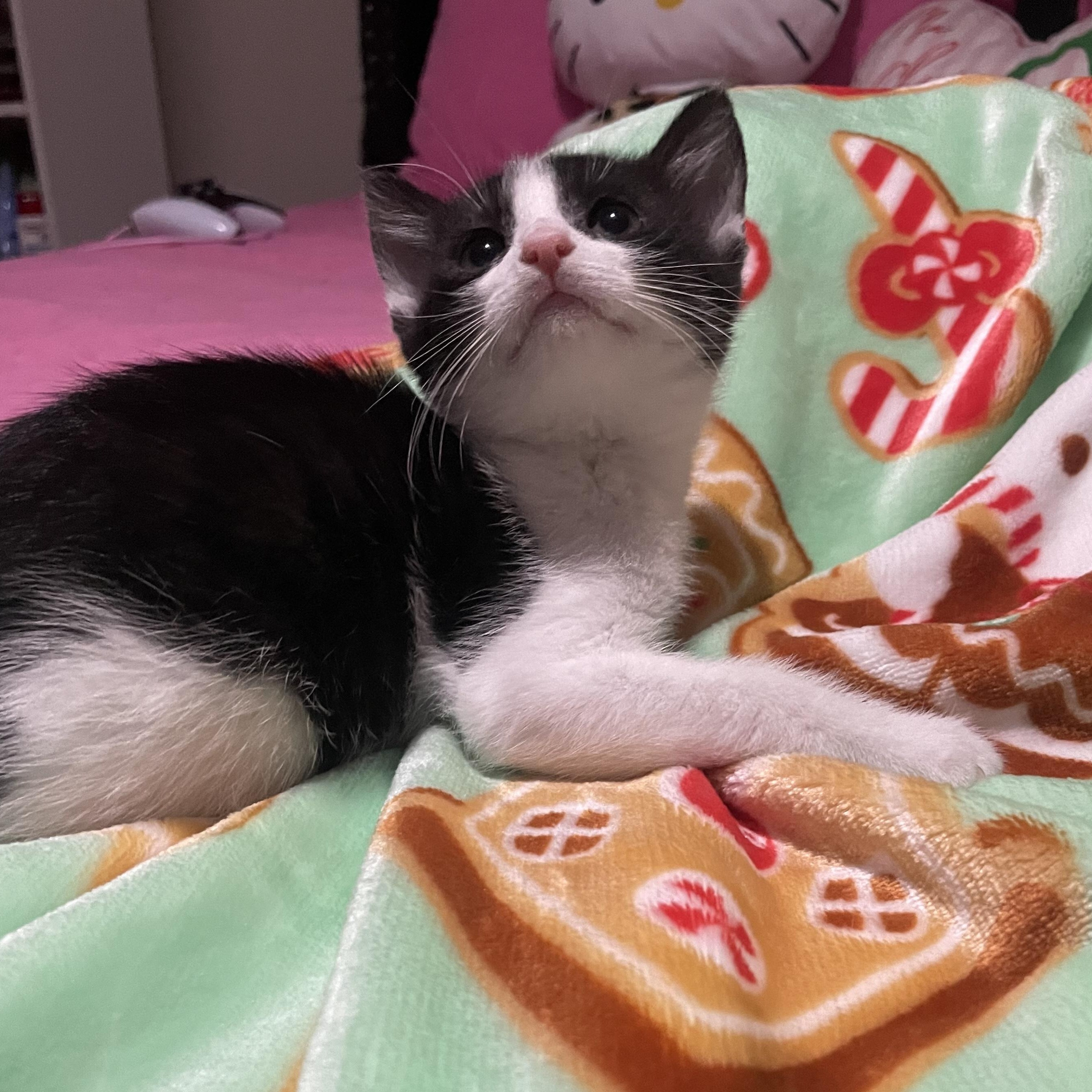 Enlarge Trixie, a ADOPTABLE Tuxedo in Boston, MA image 6/6