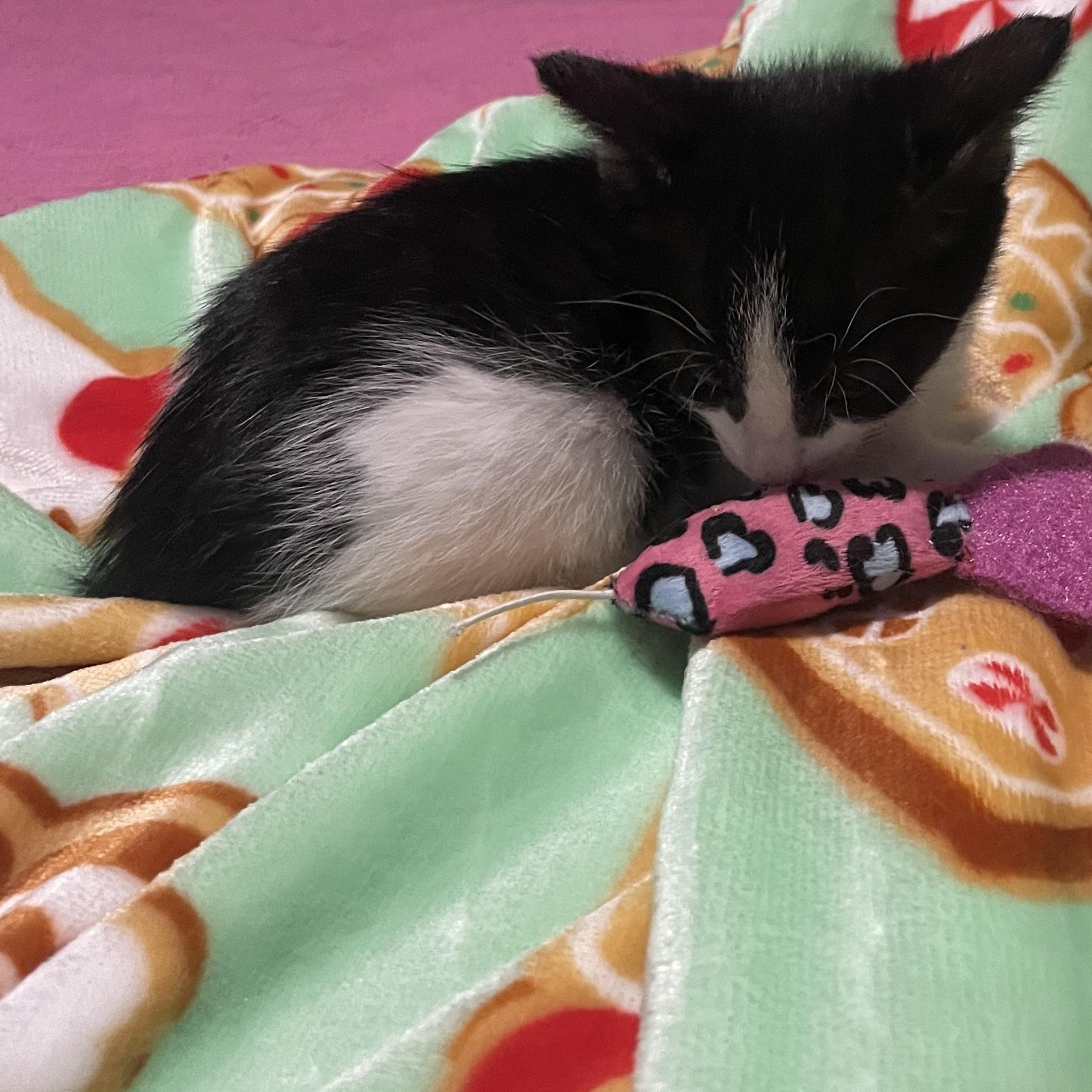 Enlarge Trixie, a ADOPTABLE Tuxedo in Boston, MA image 2/6