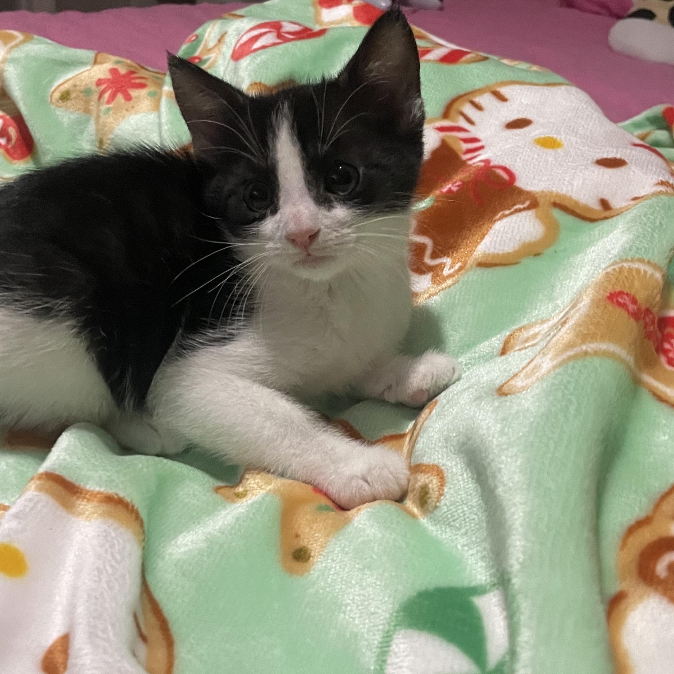Trixie, ADOPTABLE, Kitten Male Tuxedo.