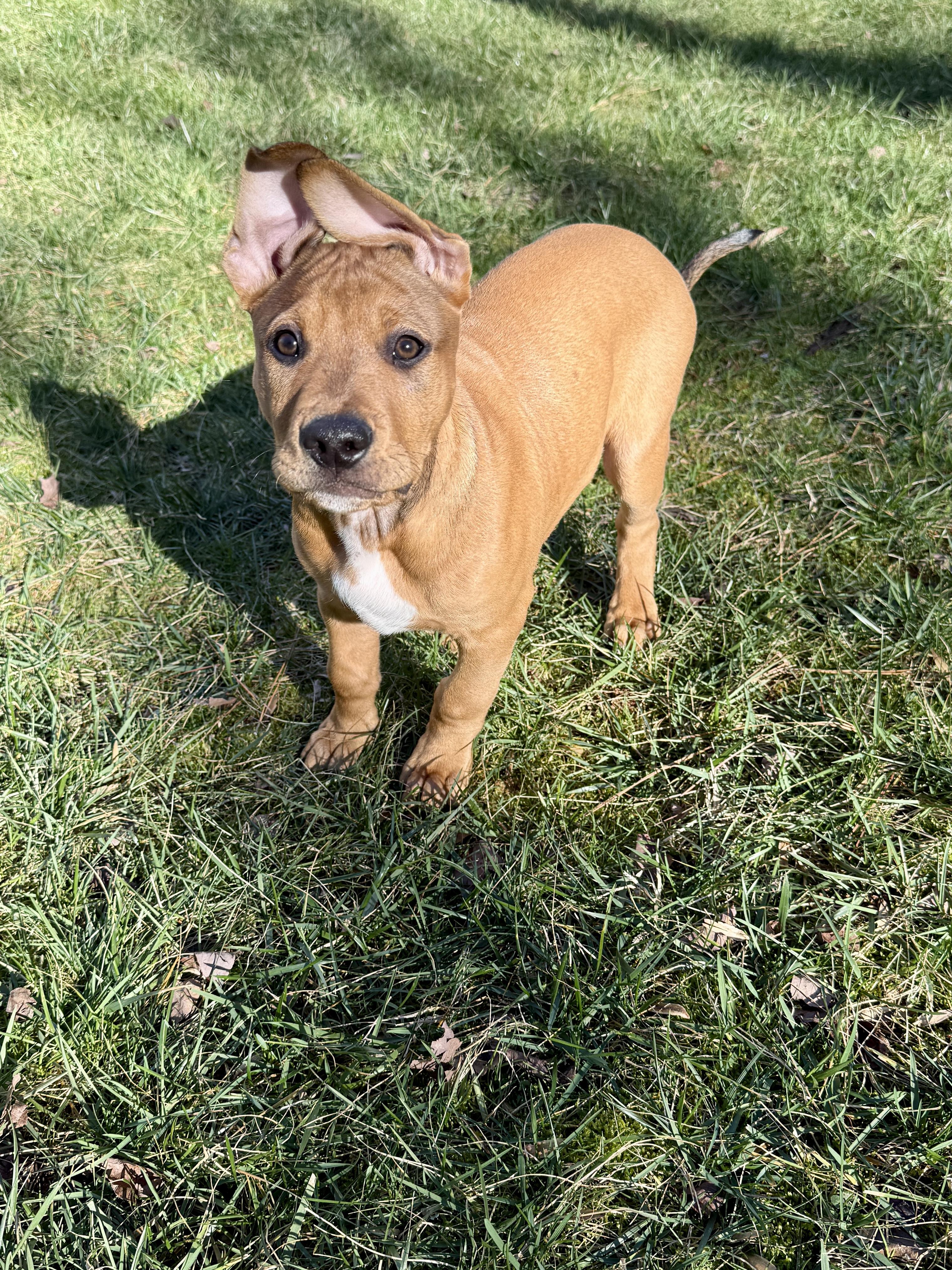 Enlarge Brownie, an adopted mixed breed in Roswell, GA image 3/4