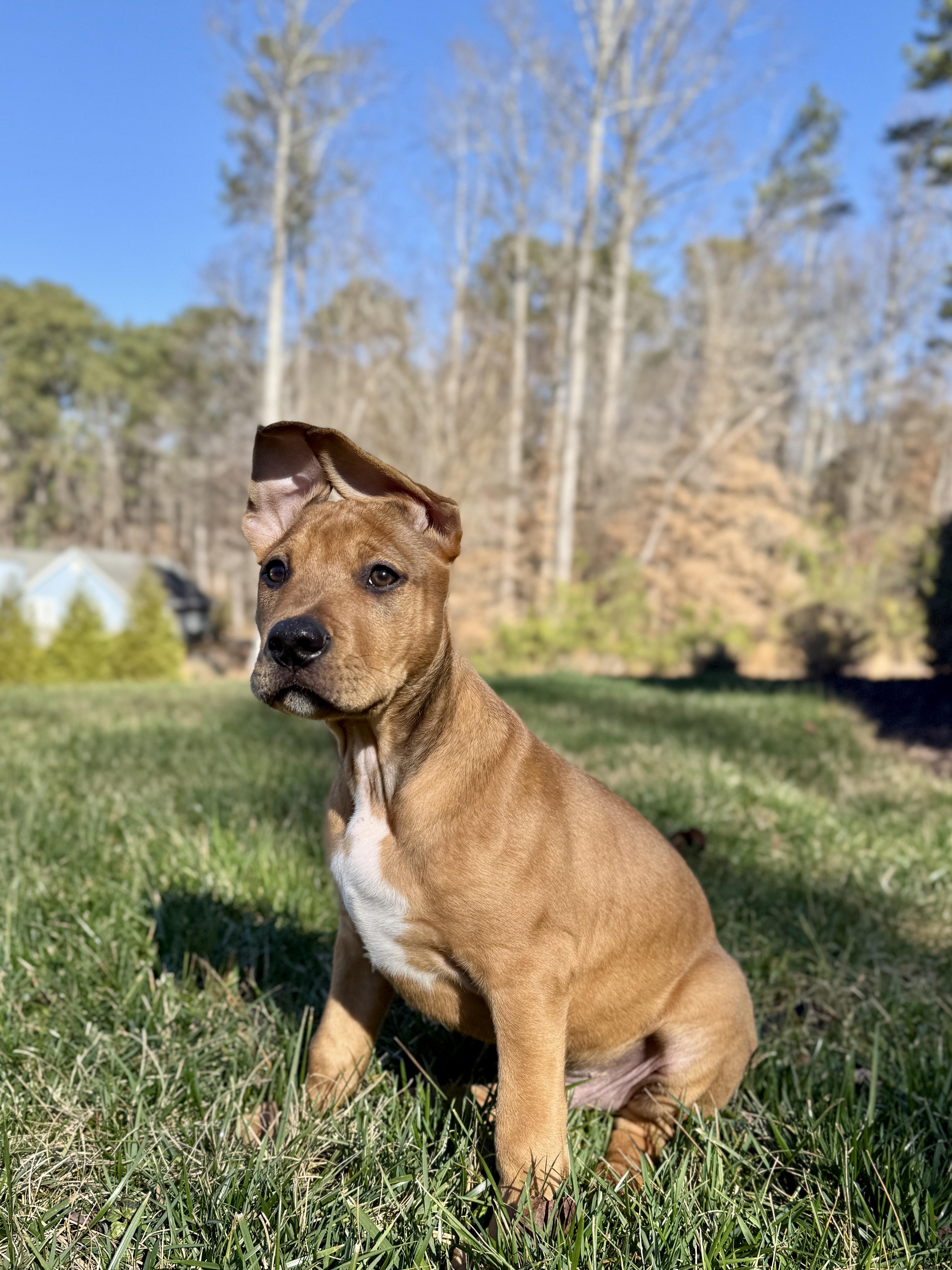 Enlarge Brownie, an adopted mixed breed in Roswell, GA image 2/4