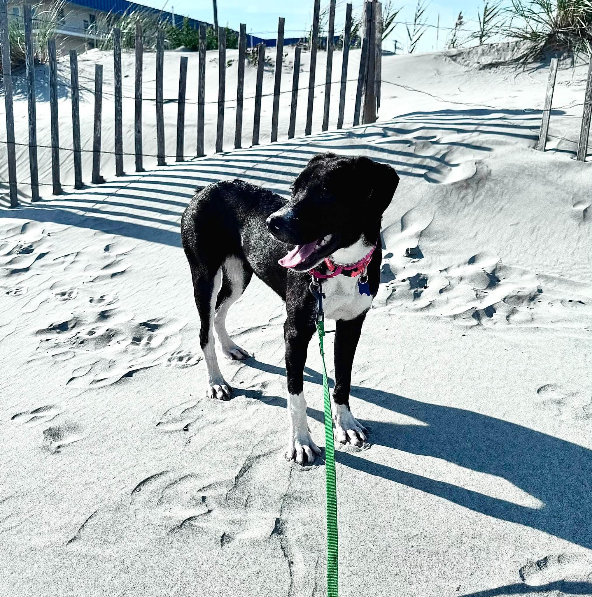 Enlarge Sweet KISMIT, a Adoptable mixed breed in Blue Bell, PA image 6/6