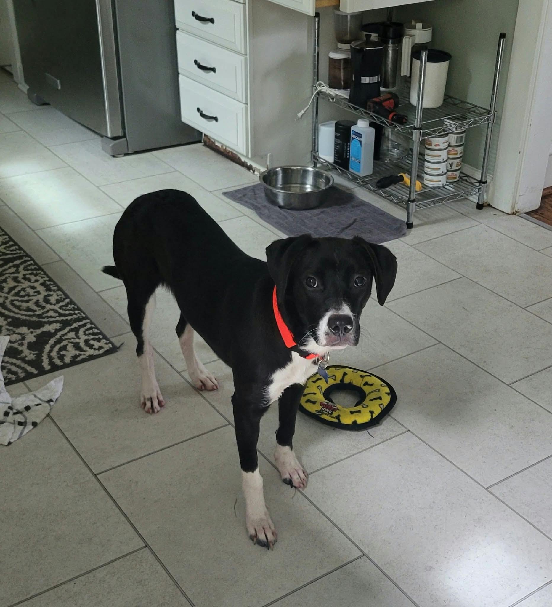 Enlarge Sweet KISMIT, a Adoptable mixed breed in Blue Bell, PA image 3/6