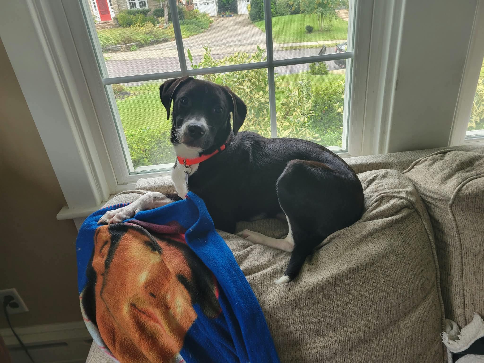 Sweet KISMIT, Adoptable, Young Female Black Labrador Retriever & Mixed Breed.