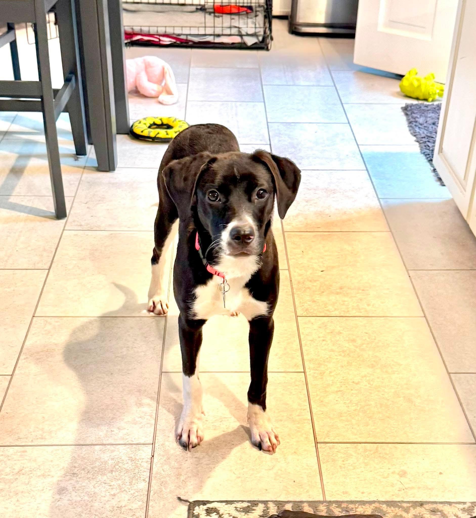 Enlarge Sweet KISMIT, a Adoptable mixed breed in Blue Bell, PA image 2/6