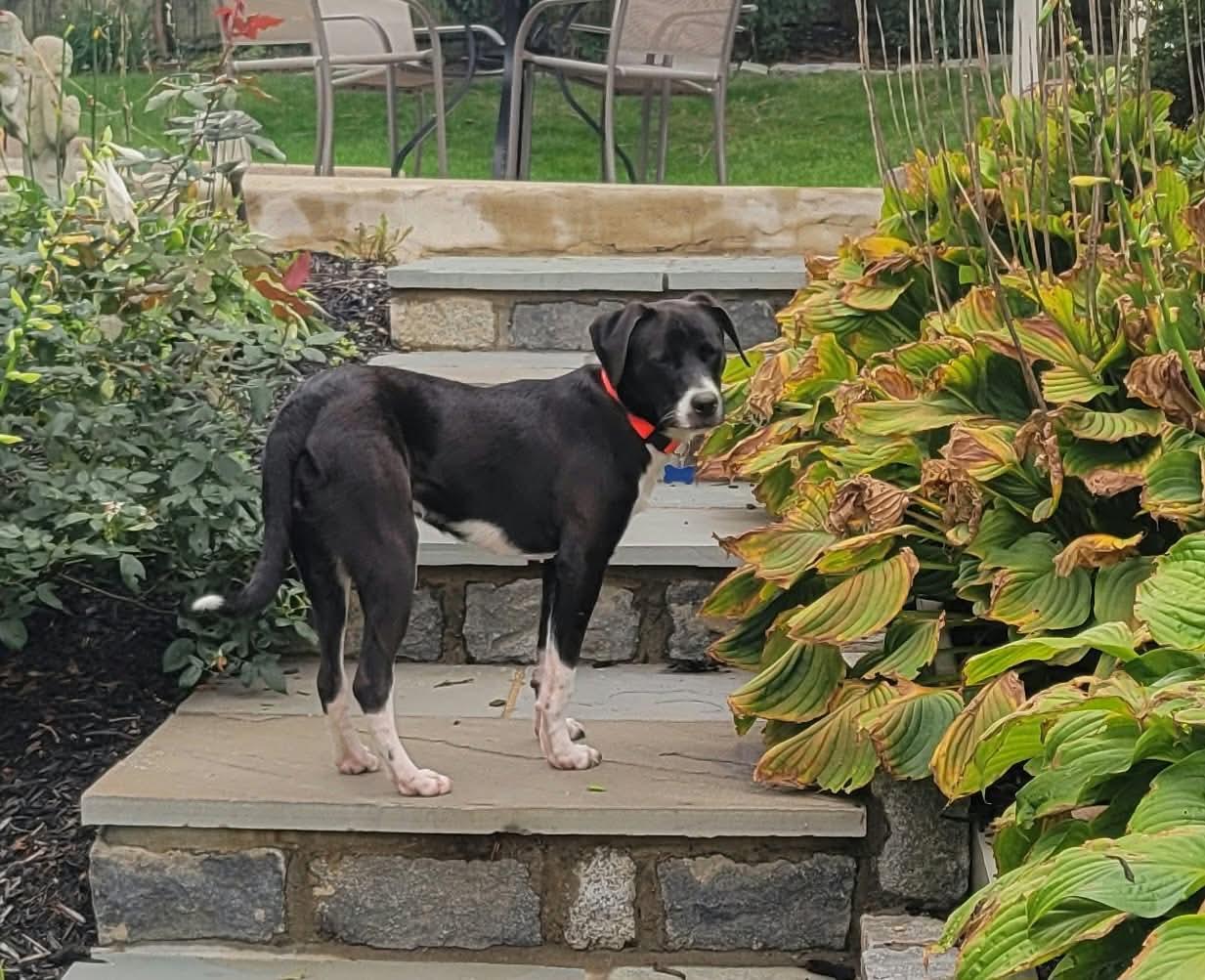 Enlarge Sweet KISMIT, a Adoptable mixed breed in Blue Bell, PA image 4/6